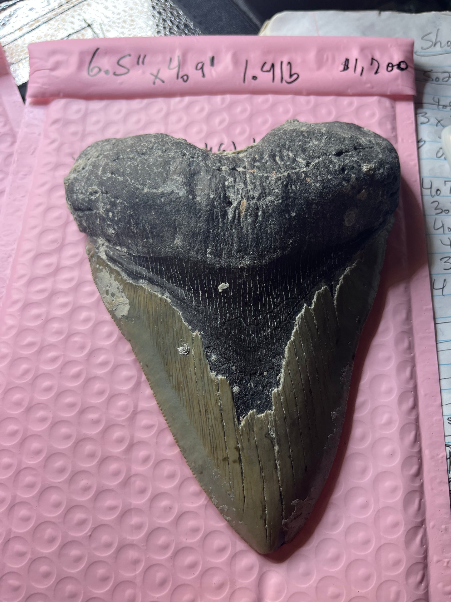 6.5” x 4.9” Megalodon Tooth from a 65’ prehistoric shark! Great size