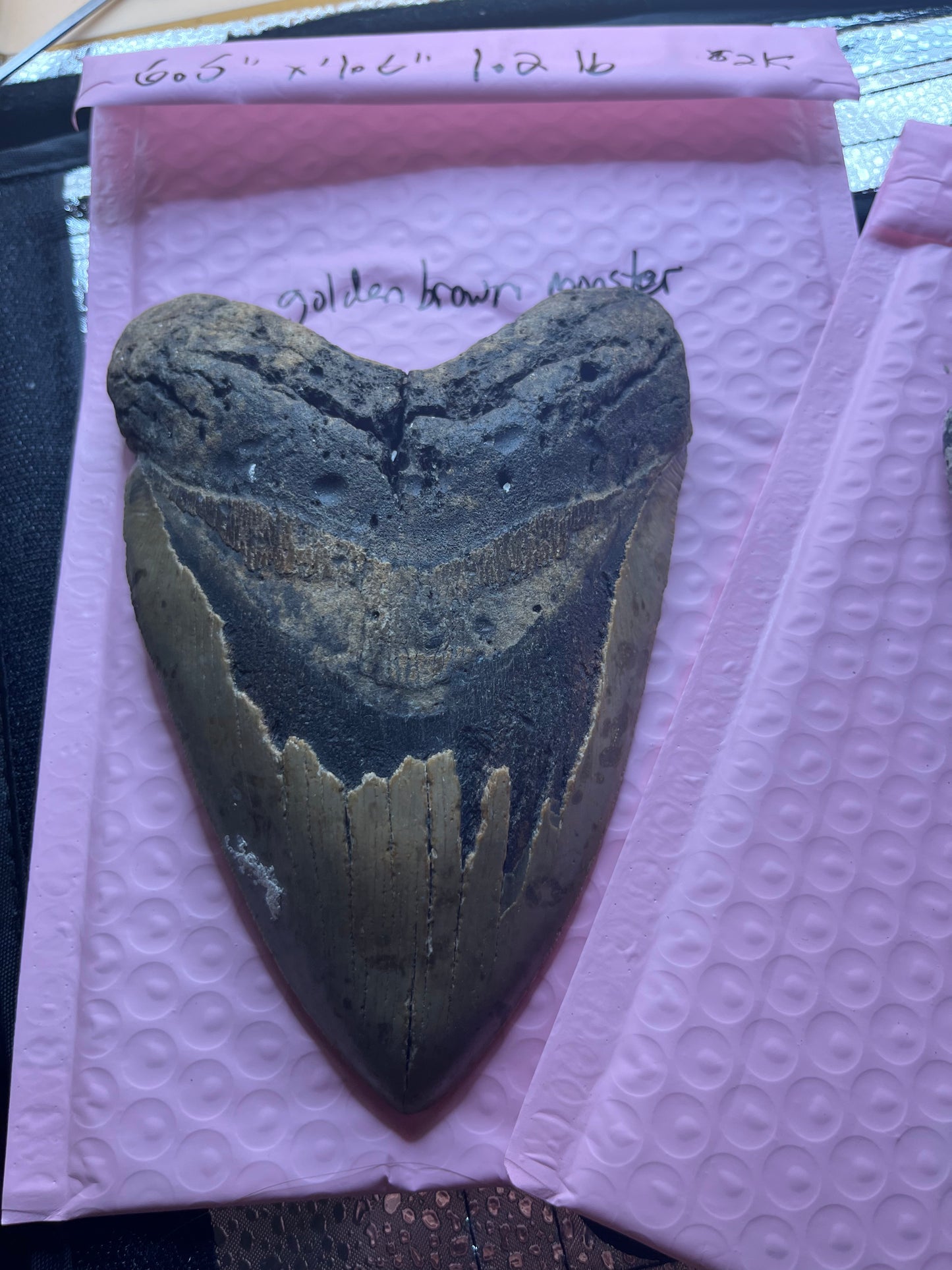 6.5” x 4.6” Megalodon Tooth from a 66’ prehistoric shark! Massive rare size!