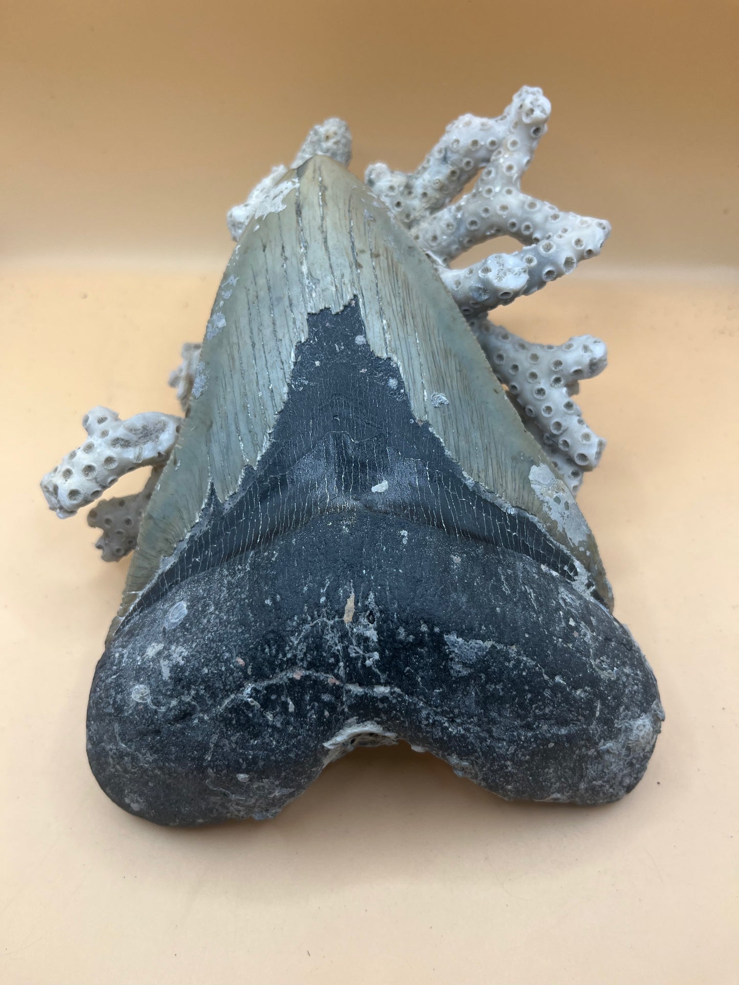 6.5” x 4.9” Megalodon Tooth from a 65’ prehistoric shark! Great size