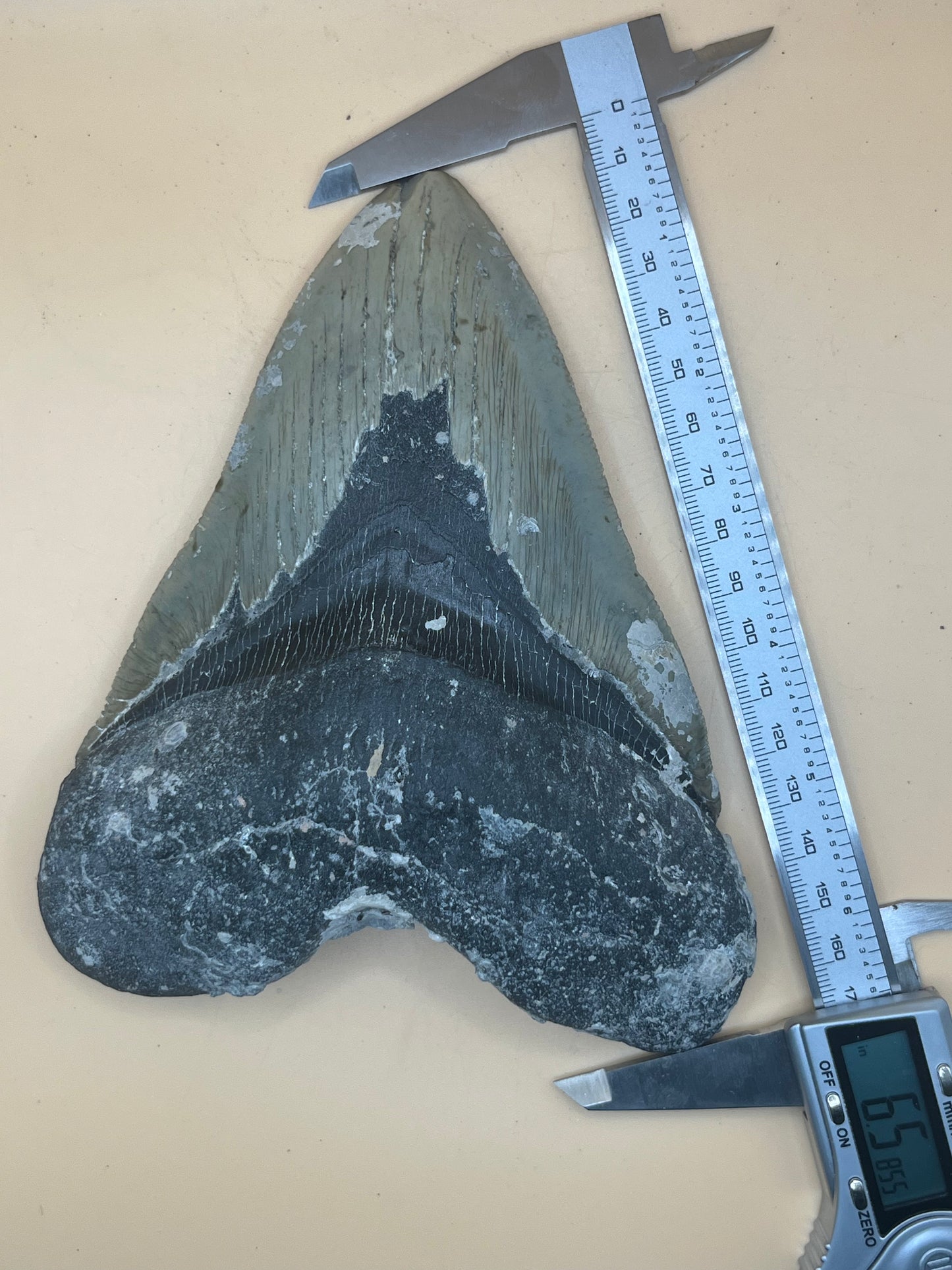 6.5” x 4.9” Megalodon Tooth from a 65’ prehistoric shark! Great size