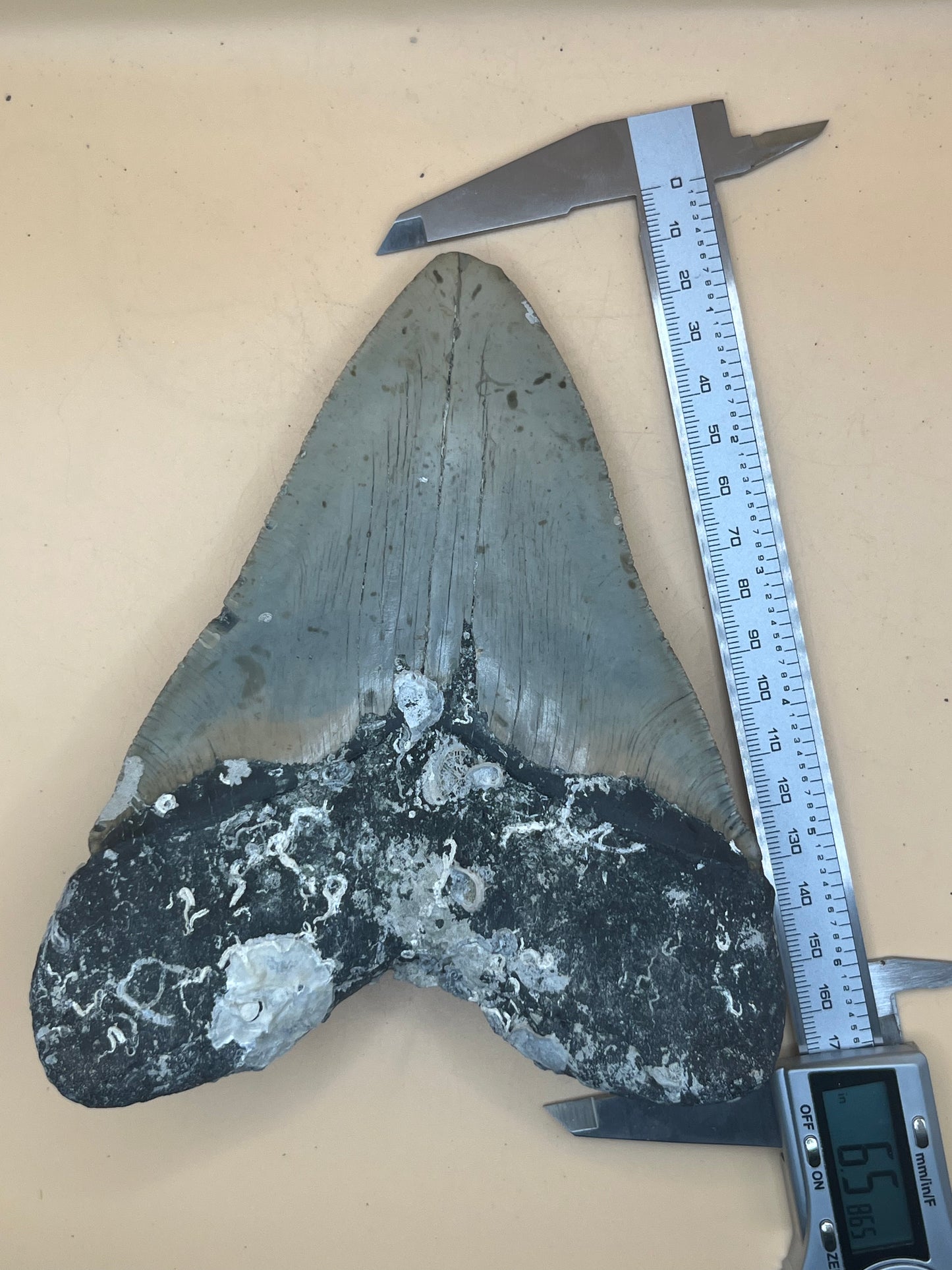 6.5” x 4.9” Megalodon Tooth from a 65’ prehistoric shark! Great size