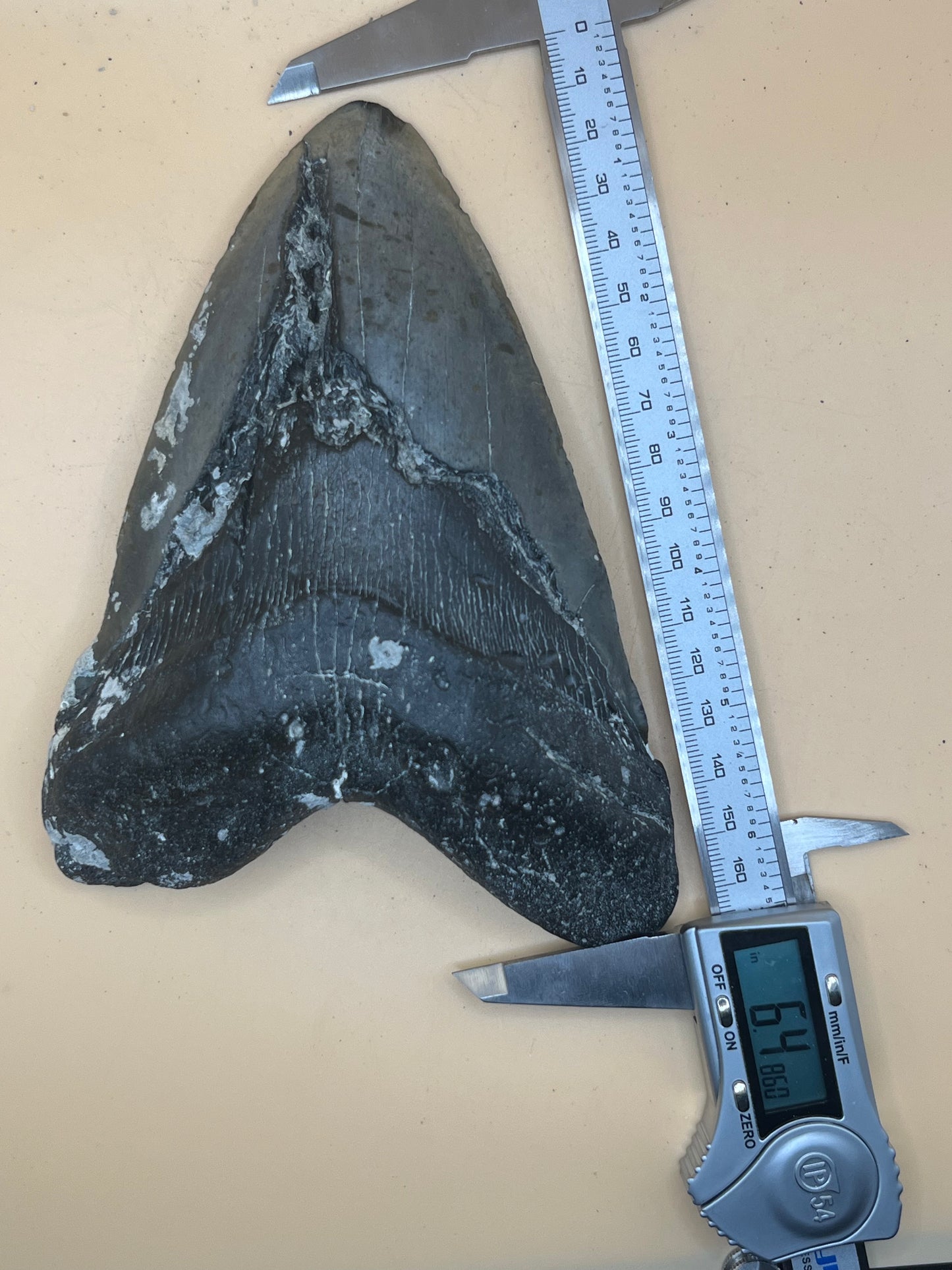 Monster 6.5” megalodon