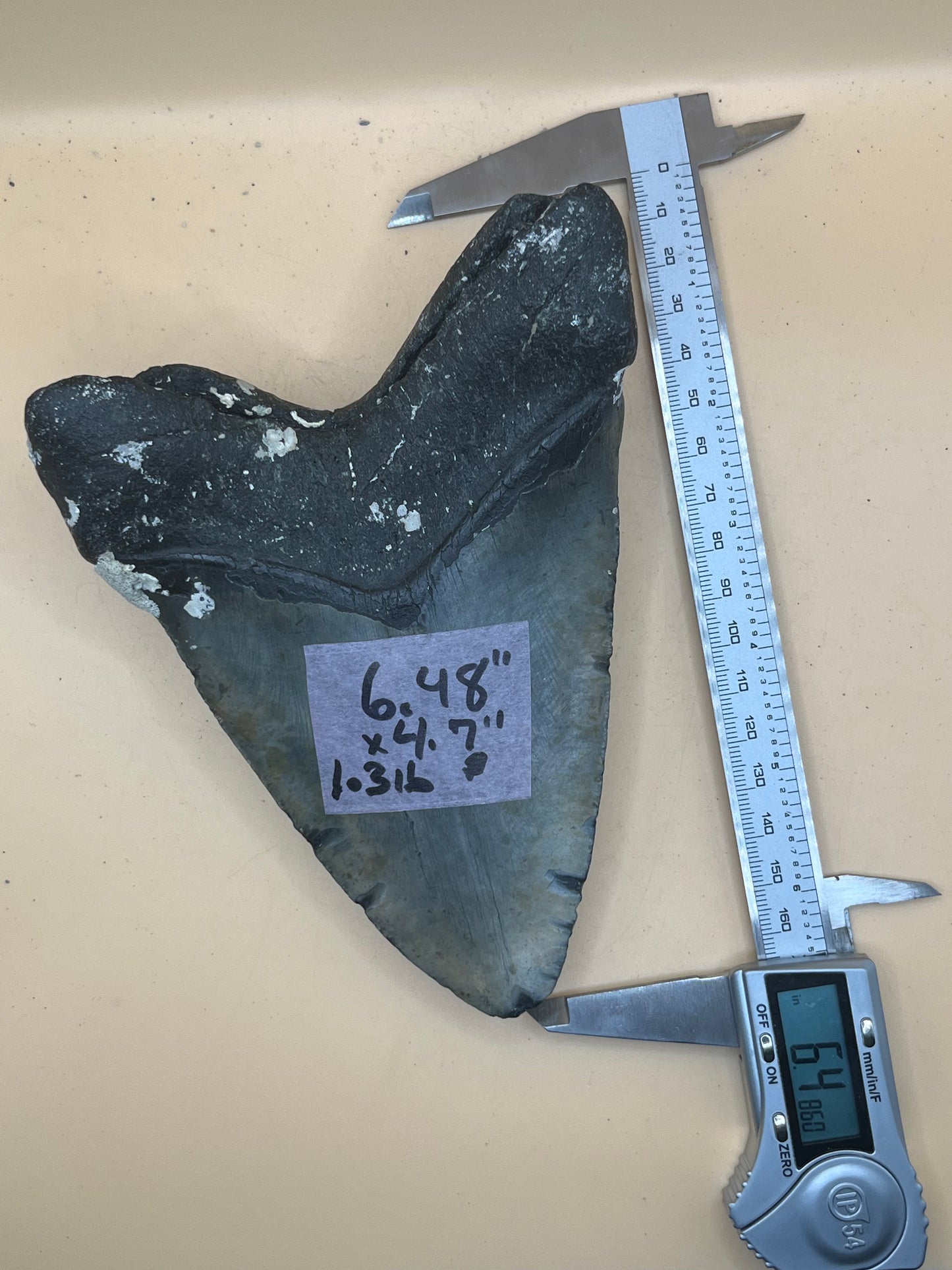 Monster 6.5” megalodon