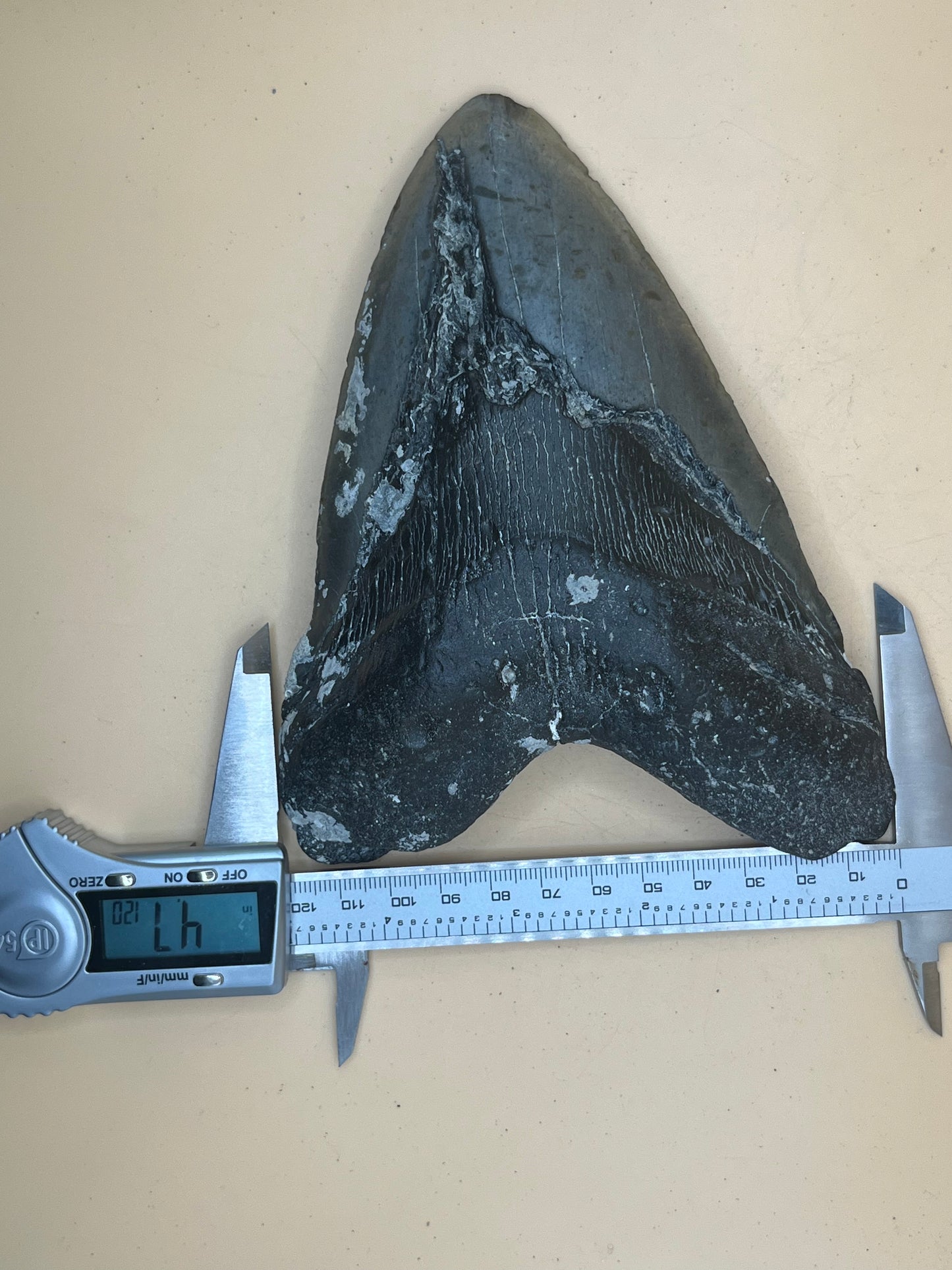 Monster 6.5” megalodon