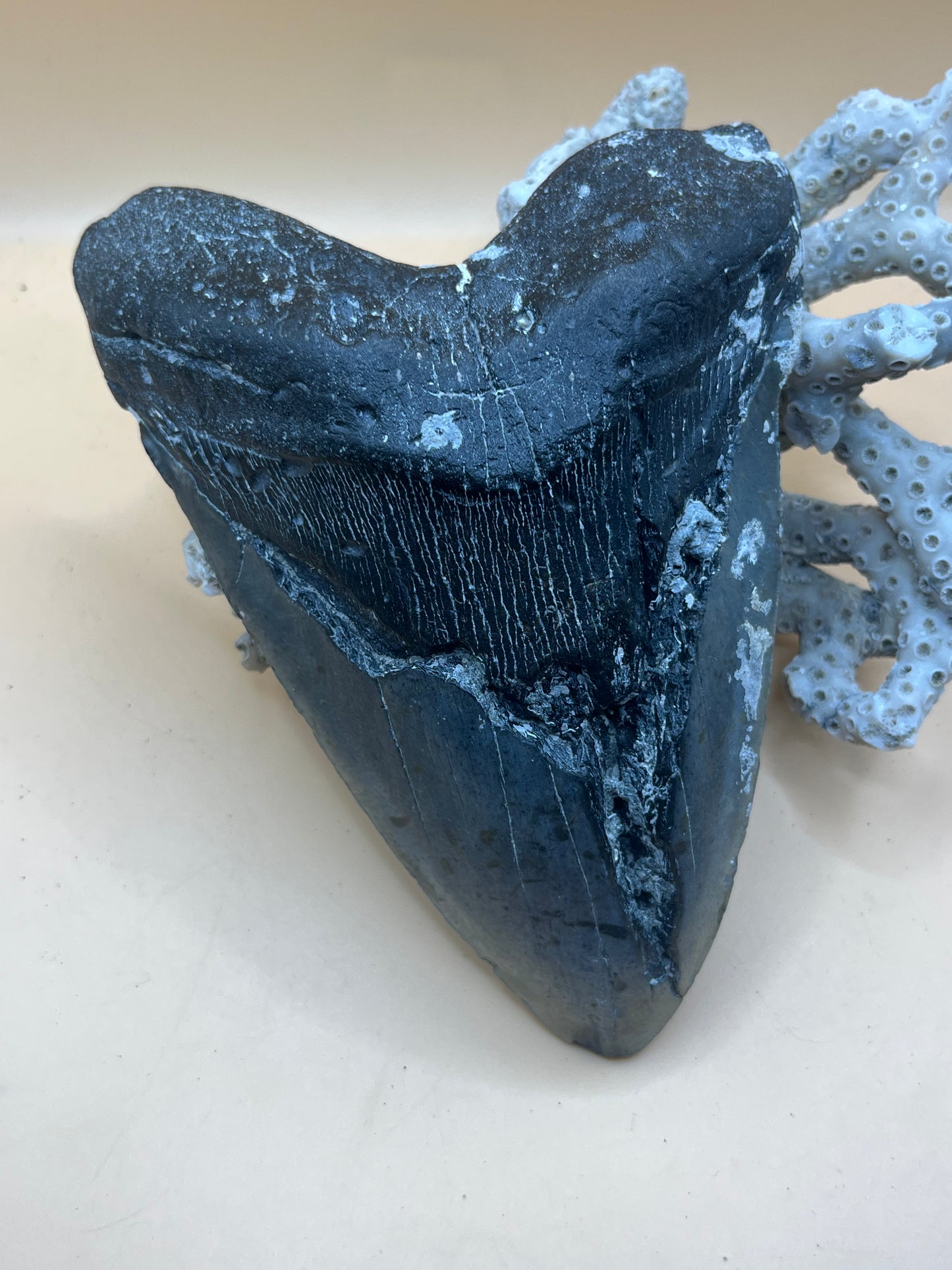 Monster 6.5” megalodon