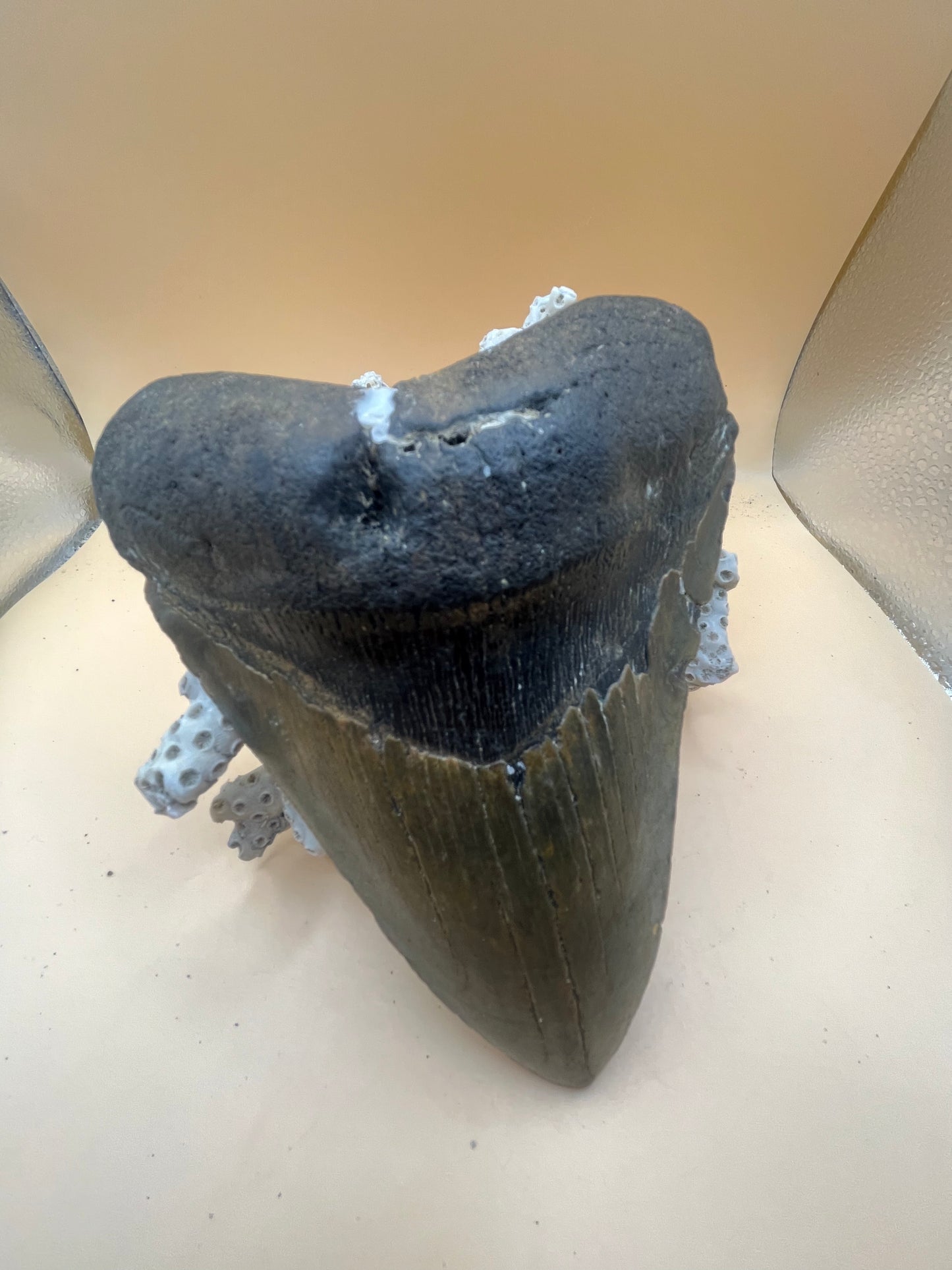 Massive 5.97” megalodon tooth, diver found