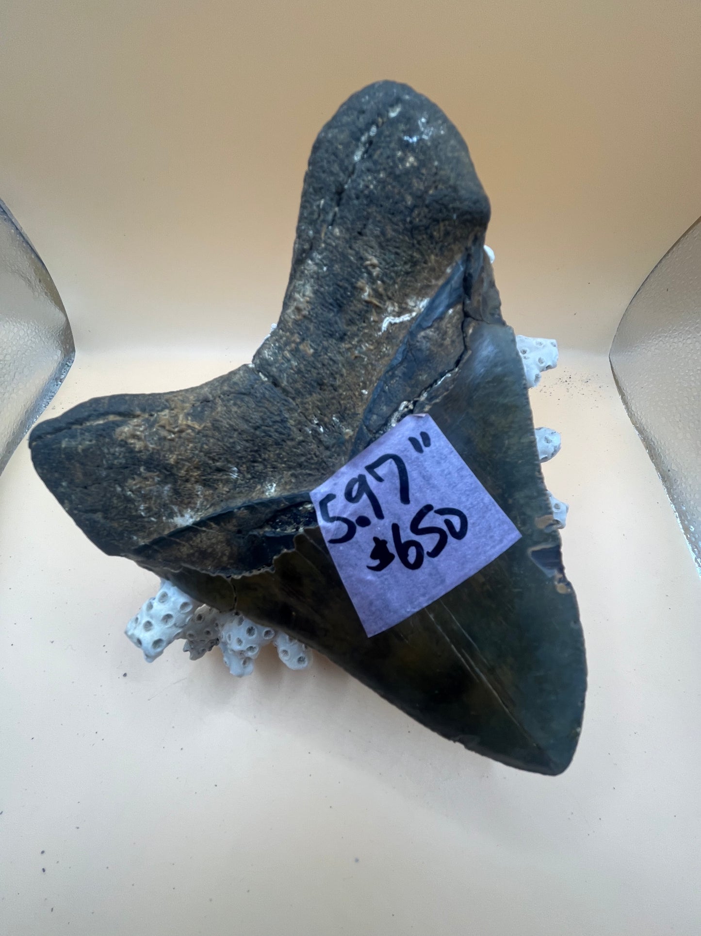 Massive 5.97” megalodon tooth, diver found