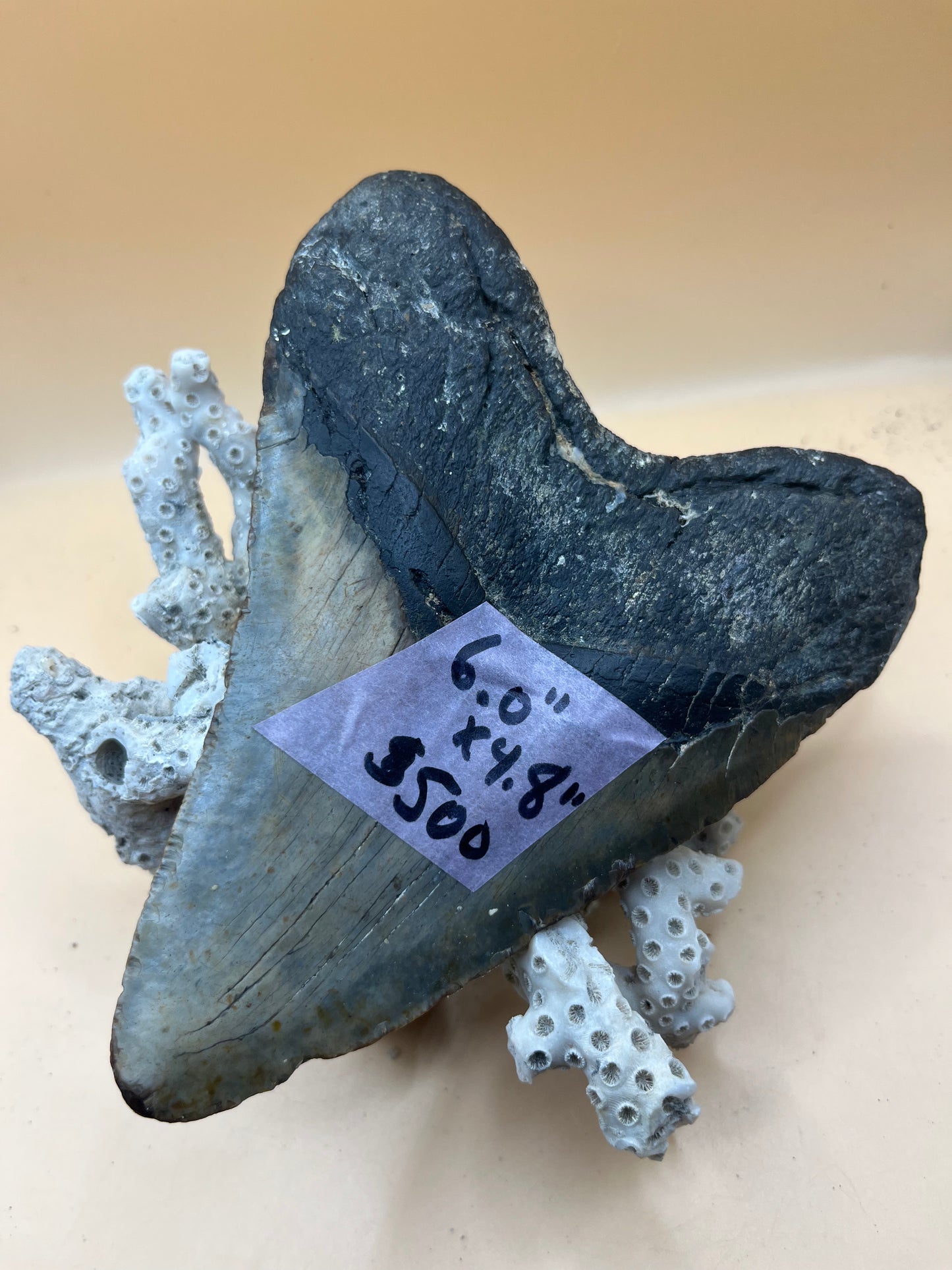6.0” x 4.8” giant diver found megalodon tooth