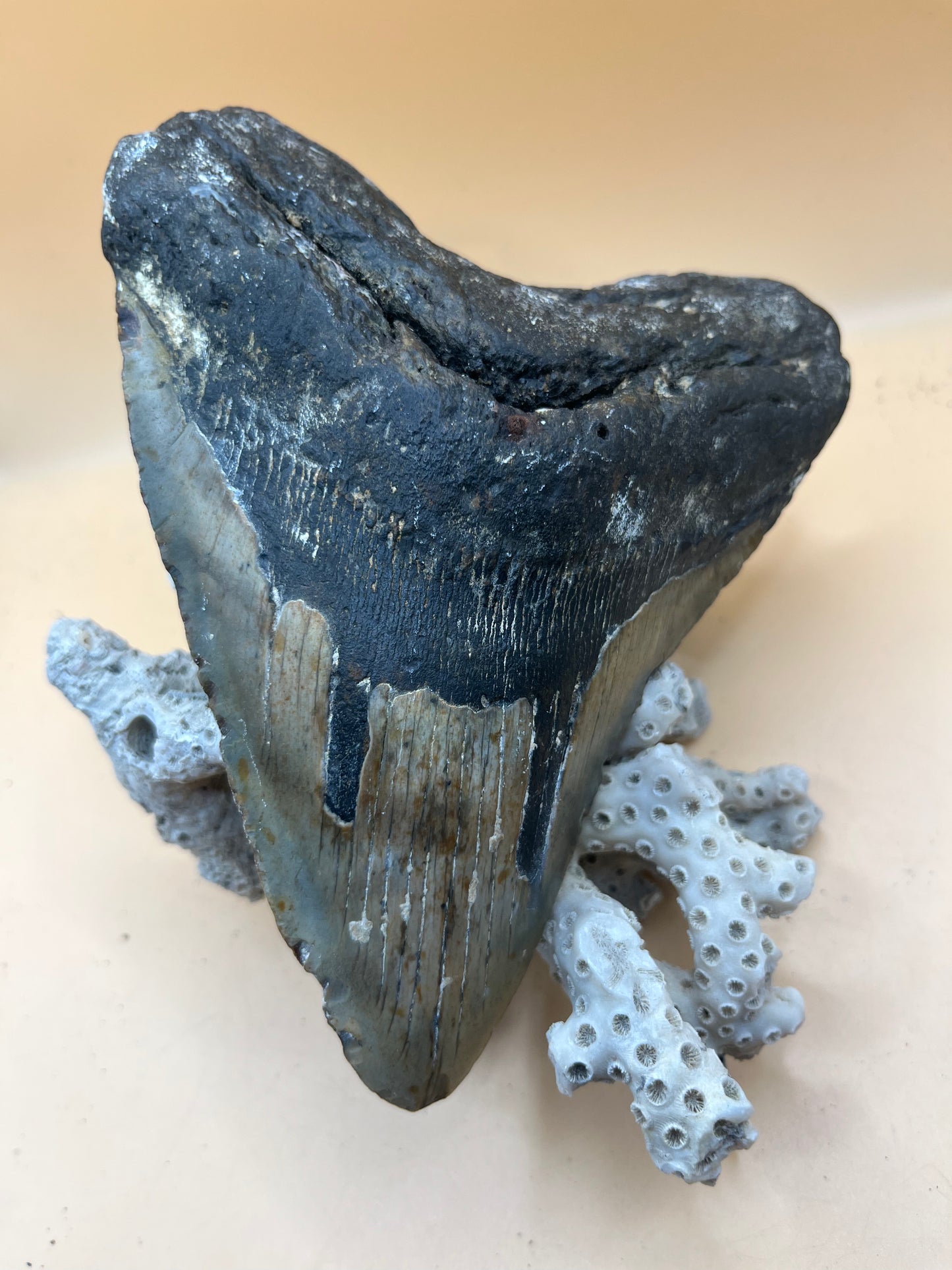 6.0” x 4.8” giant diver found megalodon tooth