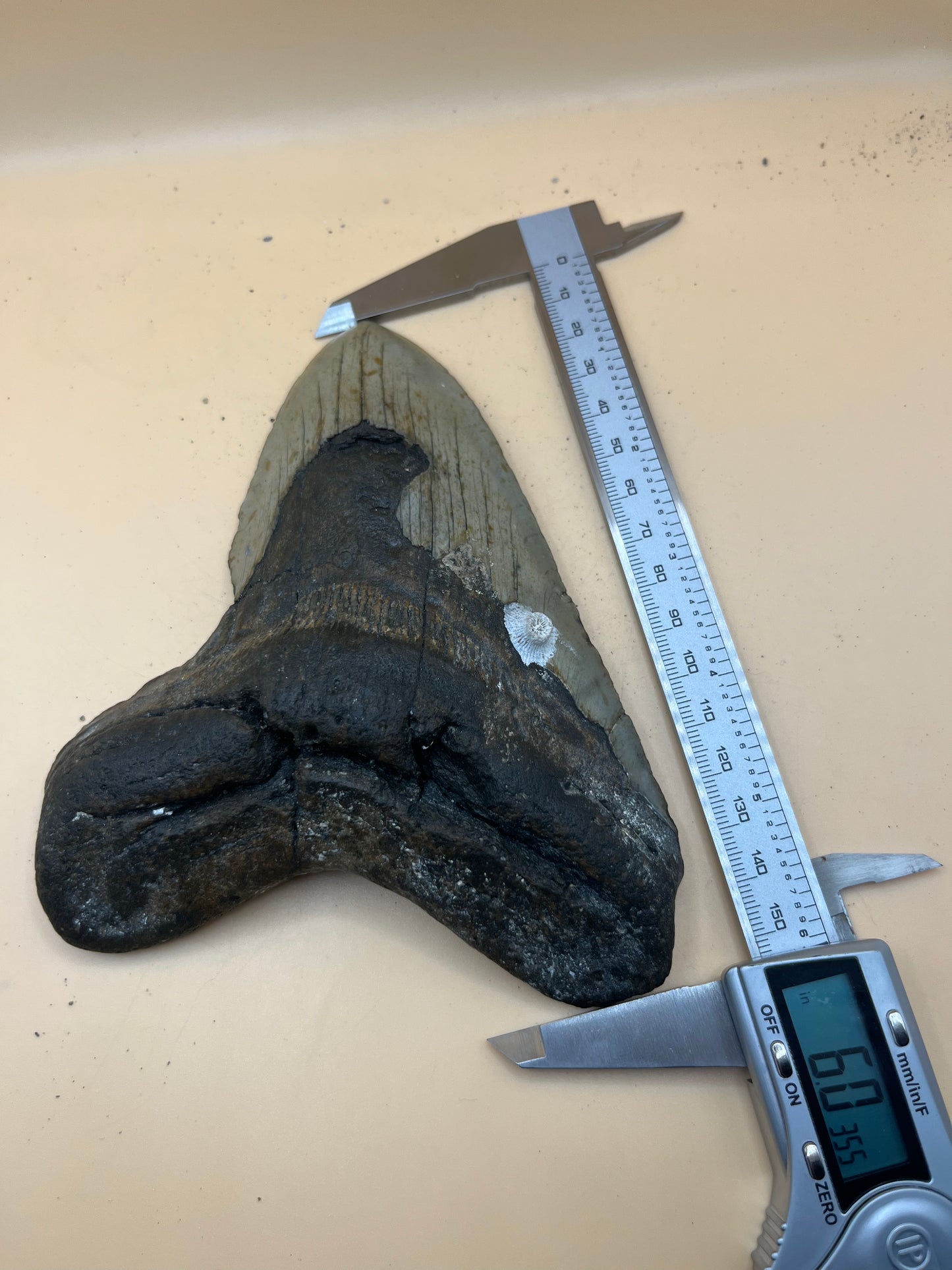6.0” x 4.8” has cool barnacle, massive meg tooth