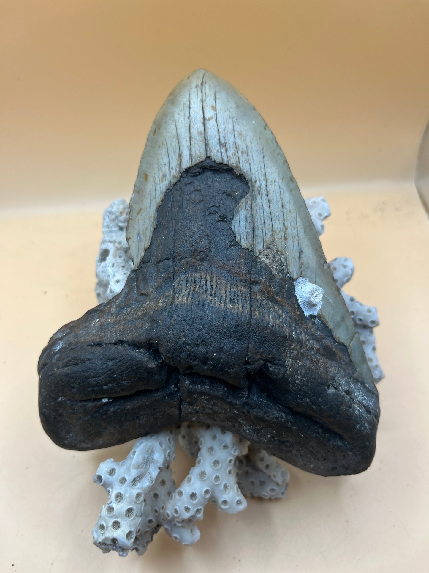 6.0” x 4.8” has cool barnacle, massive meg tooth