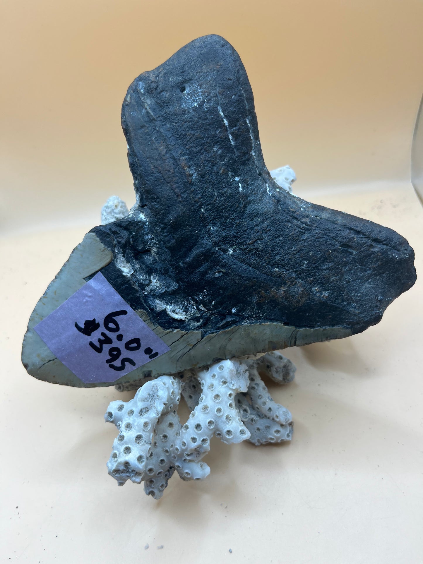 6.0” x 4.8” has cool barnacle, massive meg tooth