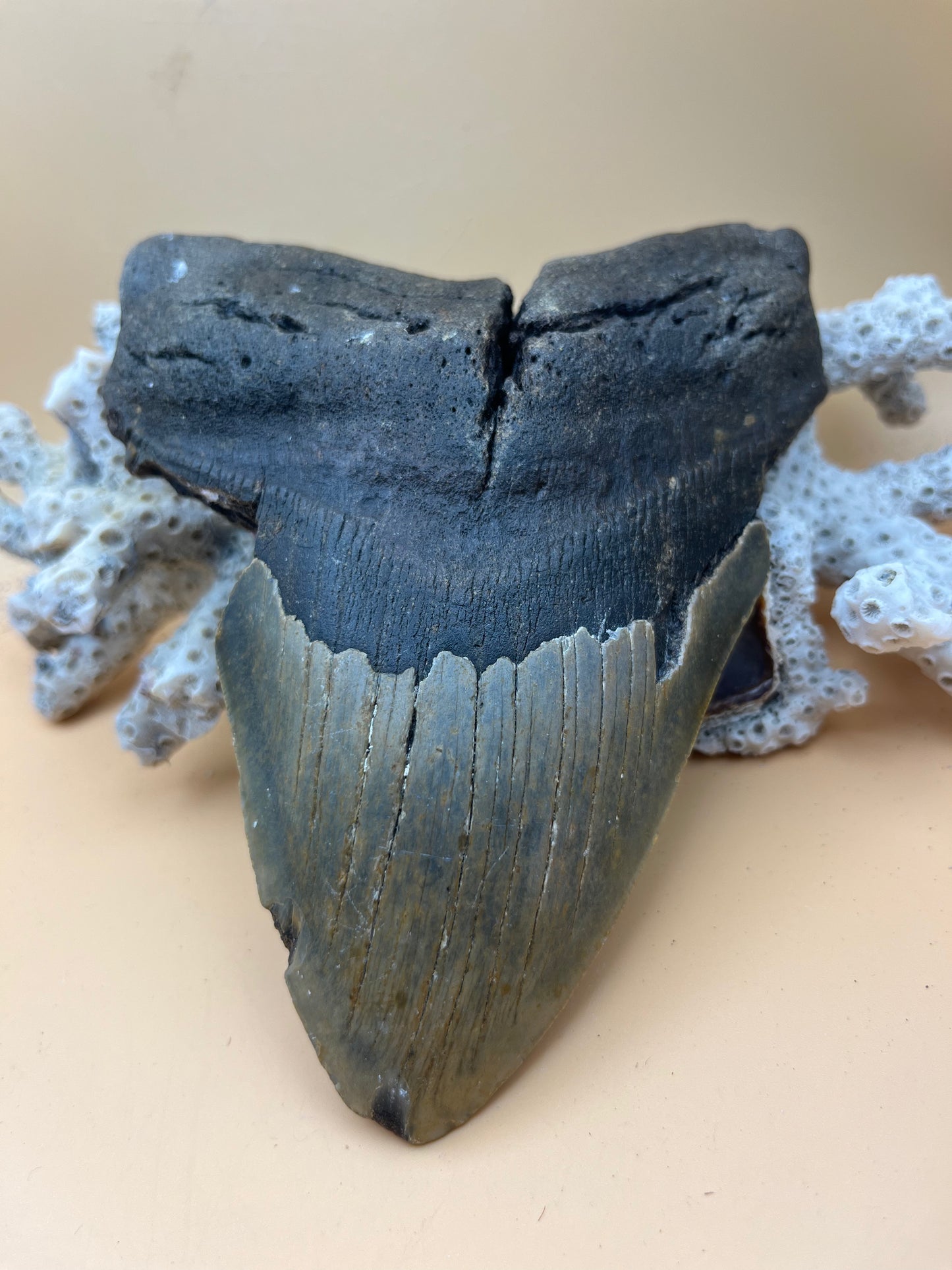 6.35” x 4.84” Megalodon Tooth from a 65’ prehistoric shark
