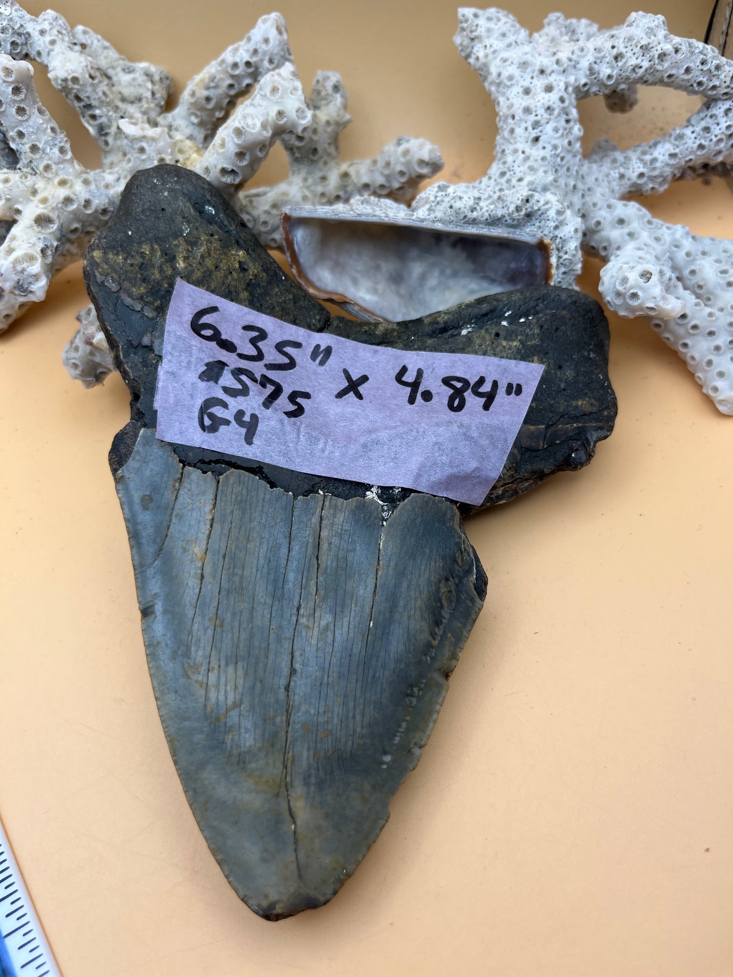 6.35” x 4.84” Megalodon Tooth from a 65’ prehistoric shark