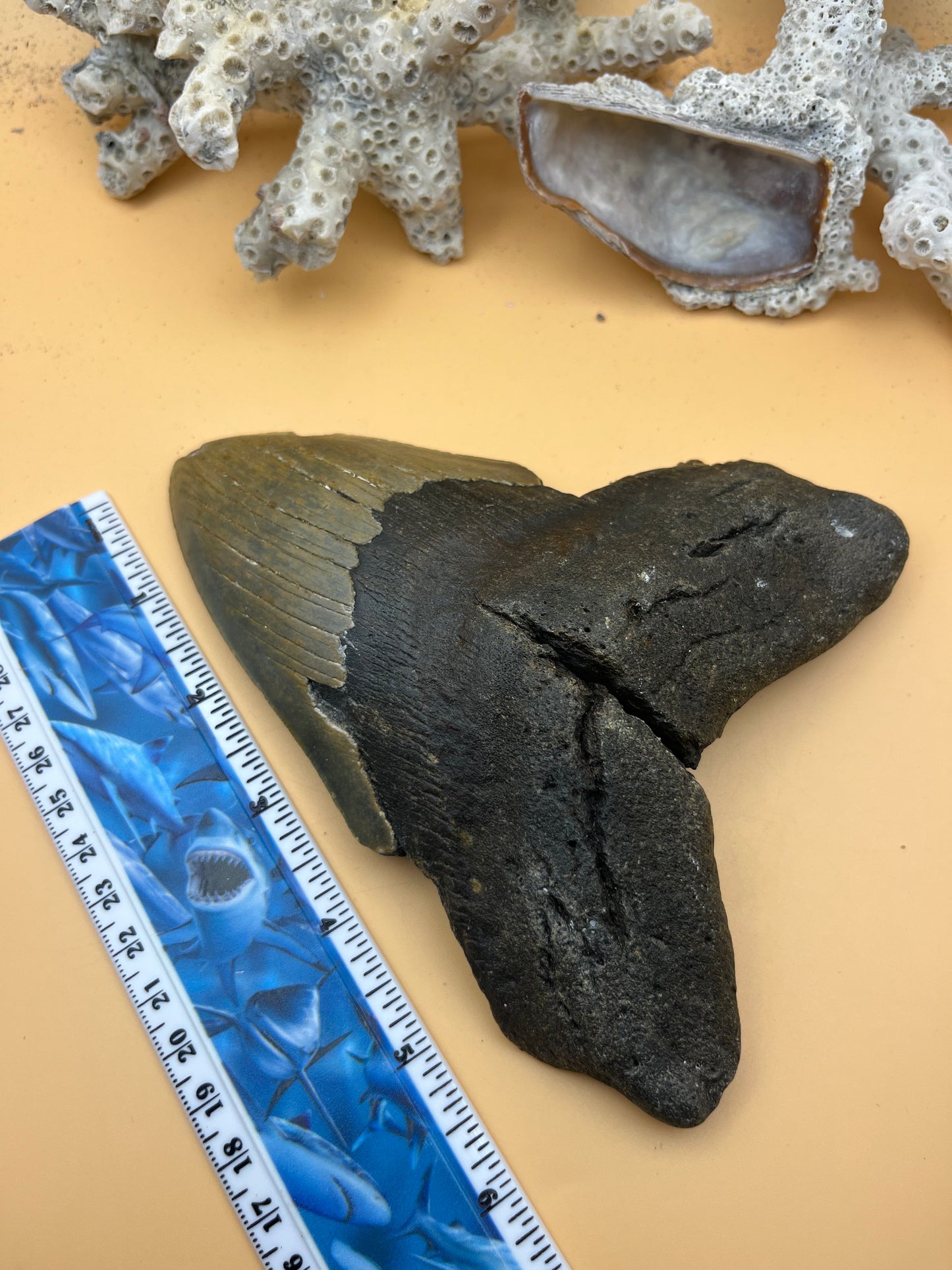 6.35” x 4.84” Megalodon Tooth from a 65’ prehistoric shark