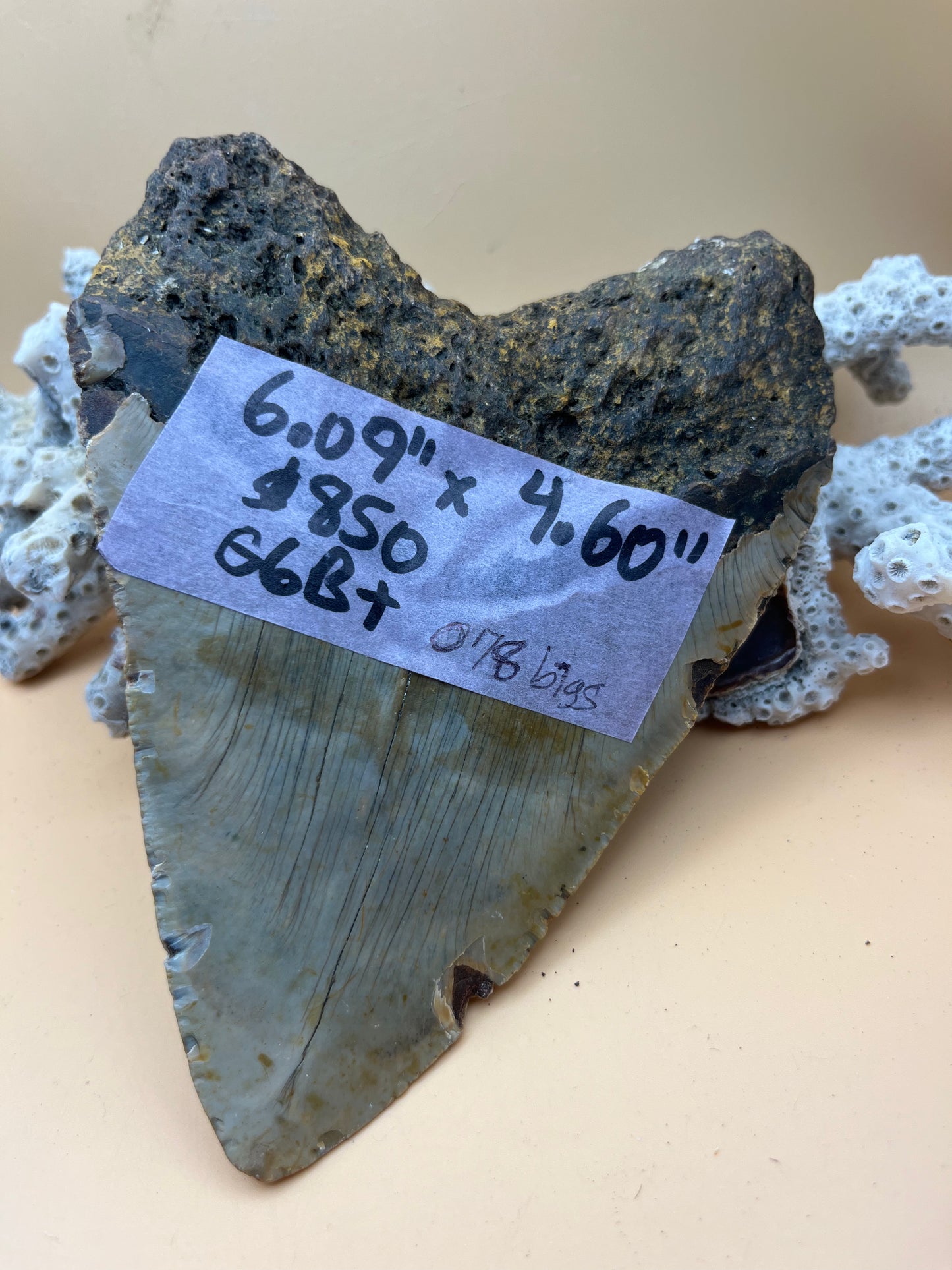 6.09” x 4.60” Megalodon Tooth from a 60’ prehistoric shark!