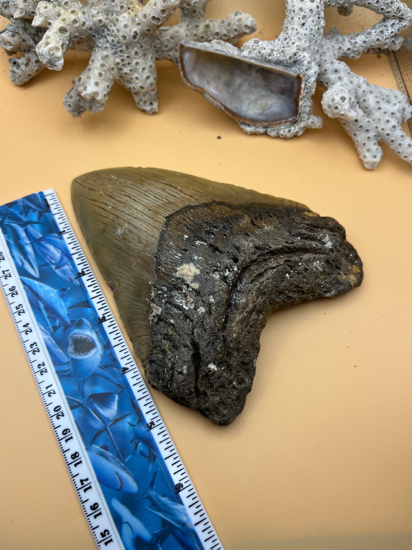 6.09” x 4.60” Megalodon Tooth from a 60’ prehistoric shark!