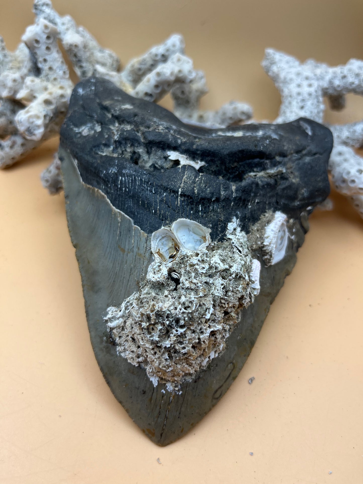 6.00” x 4.57” Megalodon Tooth from a 60’ prehistoric shark!