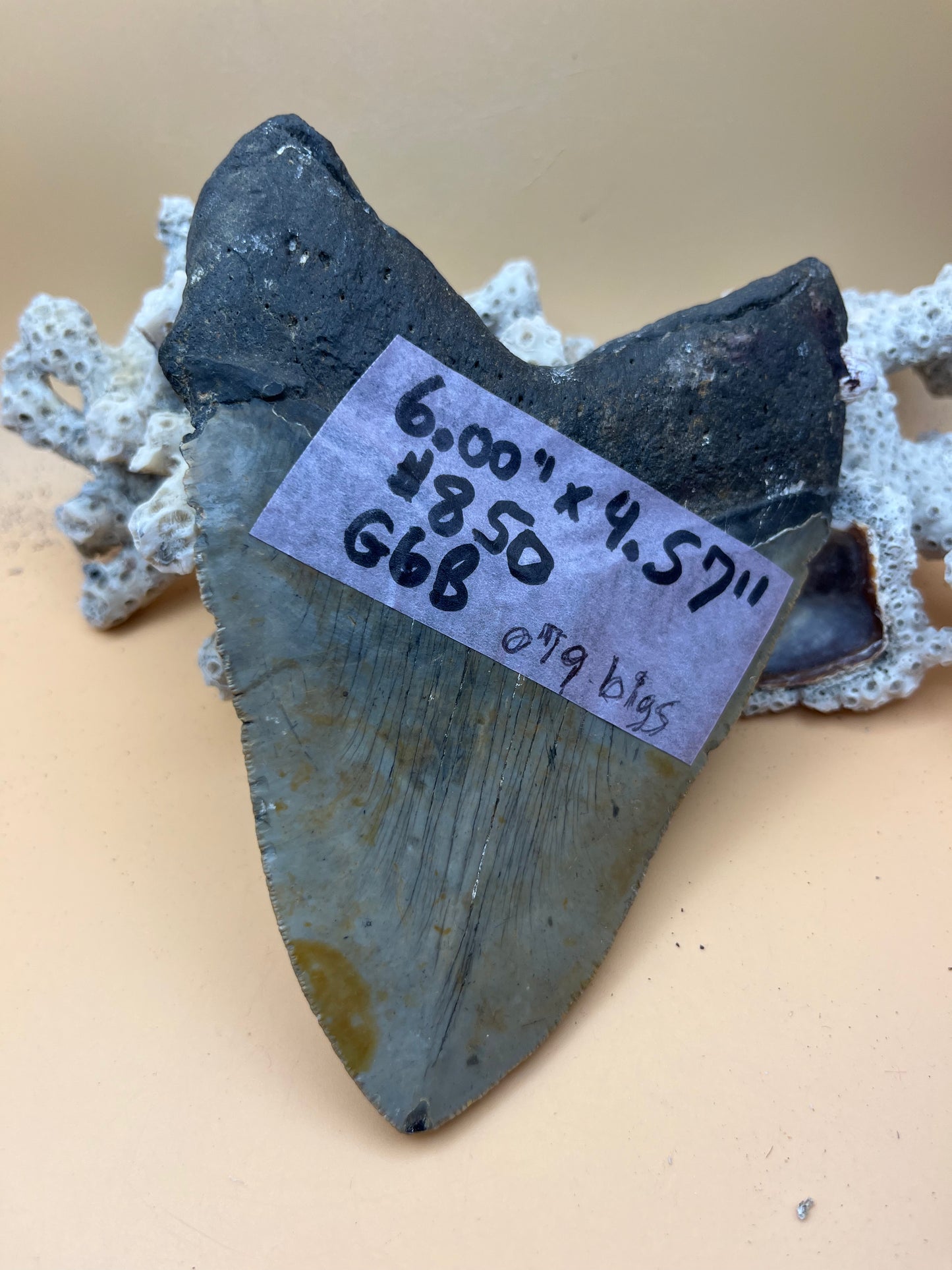 6.00” x 4.57” Megalodon Tooth from a 60’ prehistoric shark!