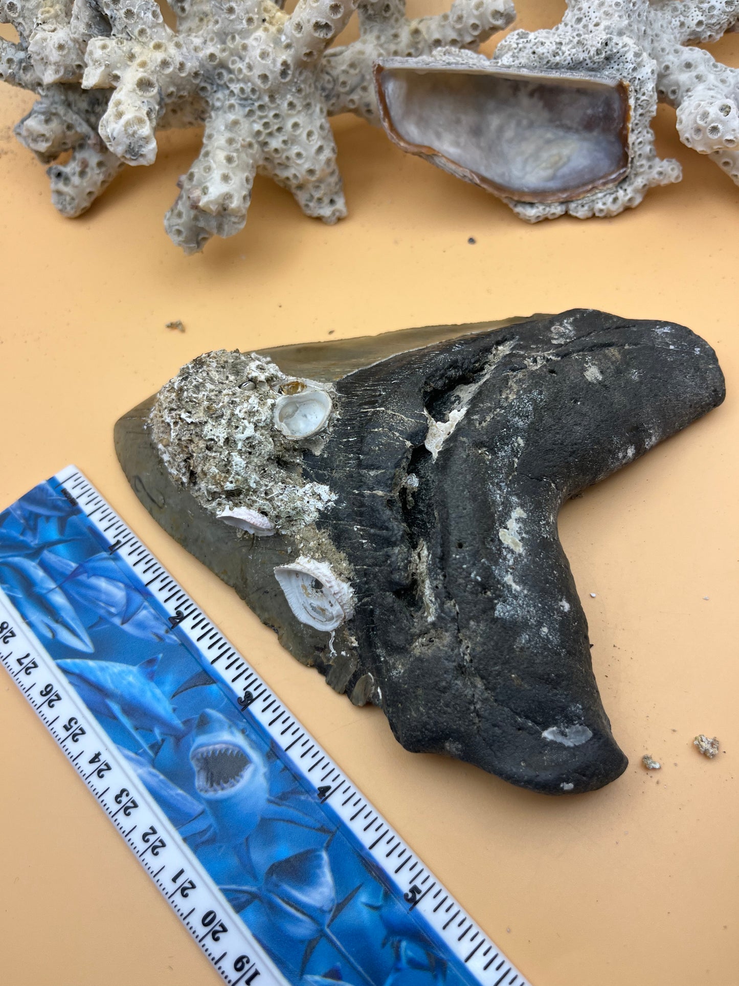 6.00” x 4.57” Megalodon Tooth from a 60’ prehistoric shark!