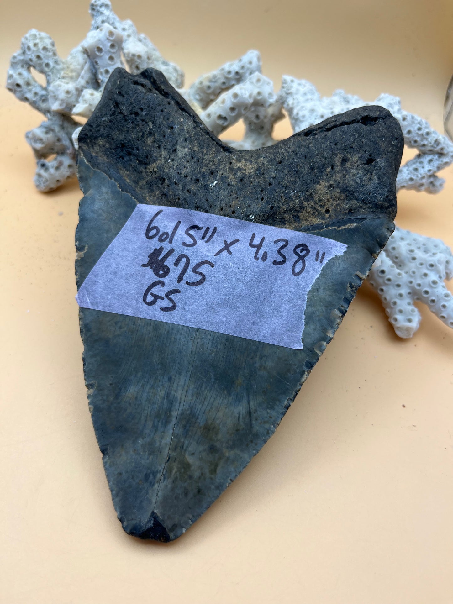 6.15” x 4.38” Megalodon Tooth, Hand Recovered Prehistoric Shark Fossil 080 bigs in
