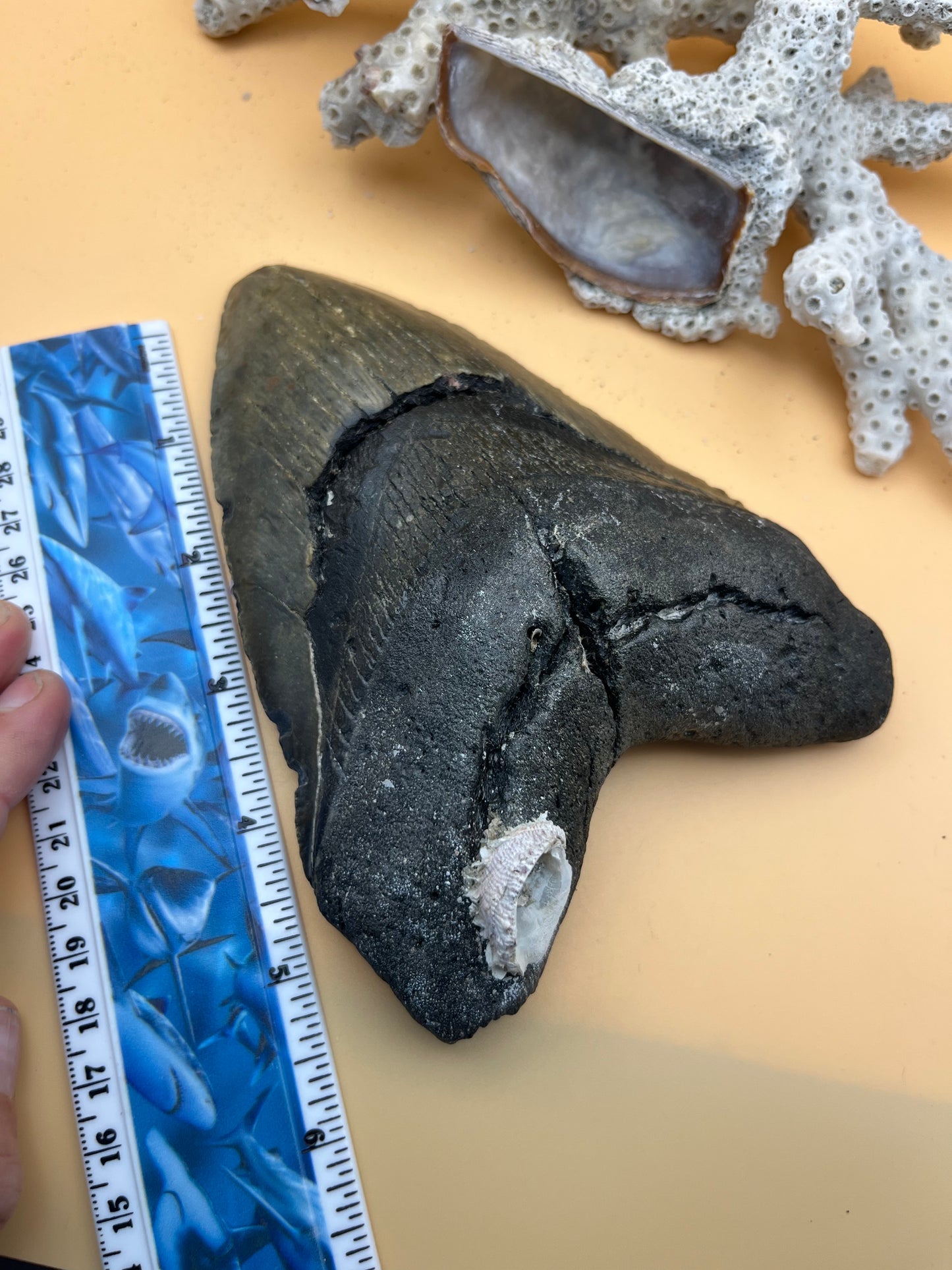 6.15” x 4.38” Megalodon Tooth, Hand Recovered Prehistoric Shark Fossil 080 bigs in