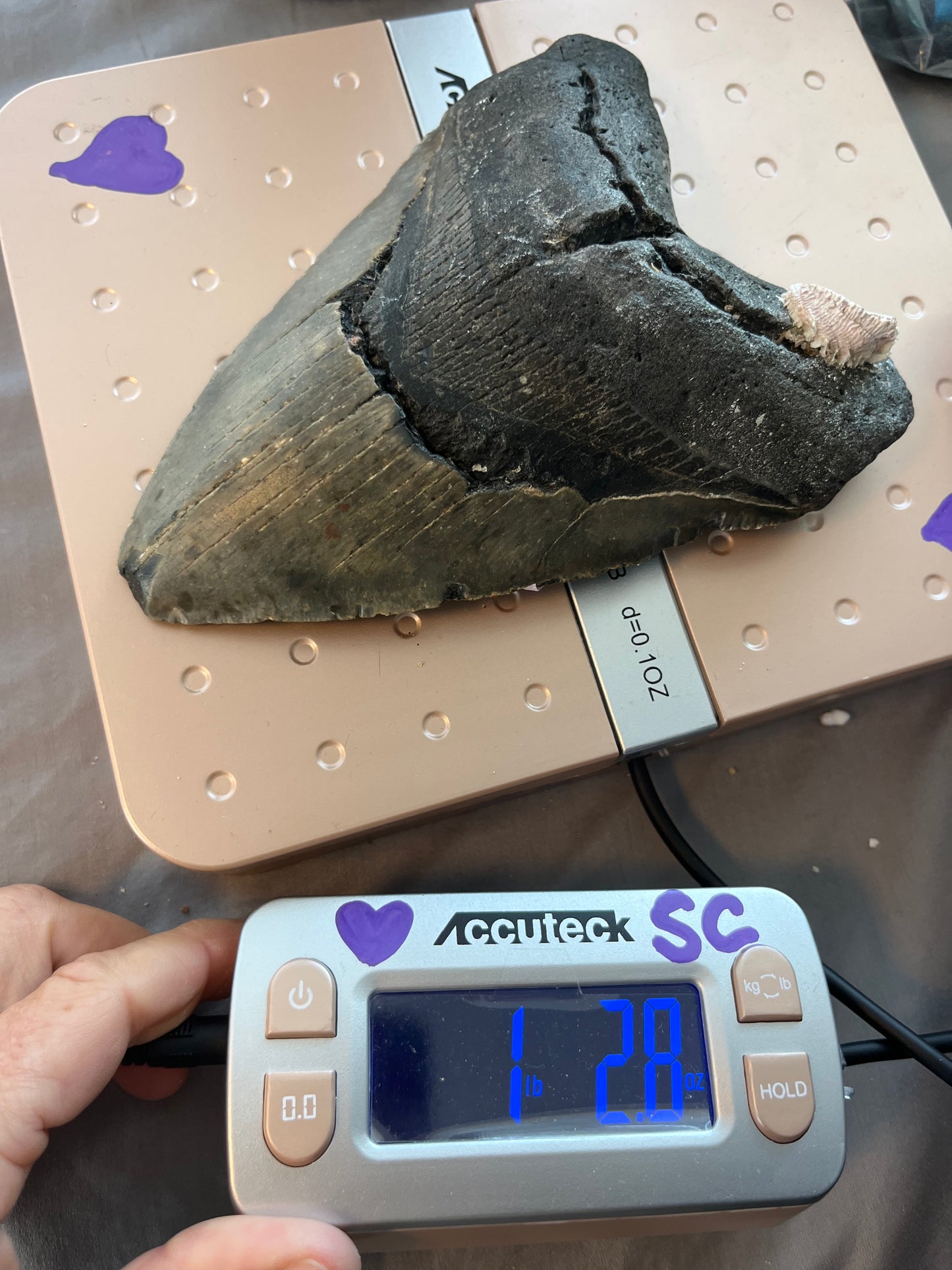6.15” x 4.38” Megalodon Tooth, Hand Recovered Prehistoric Shark Fossil 080 bigs in
