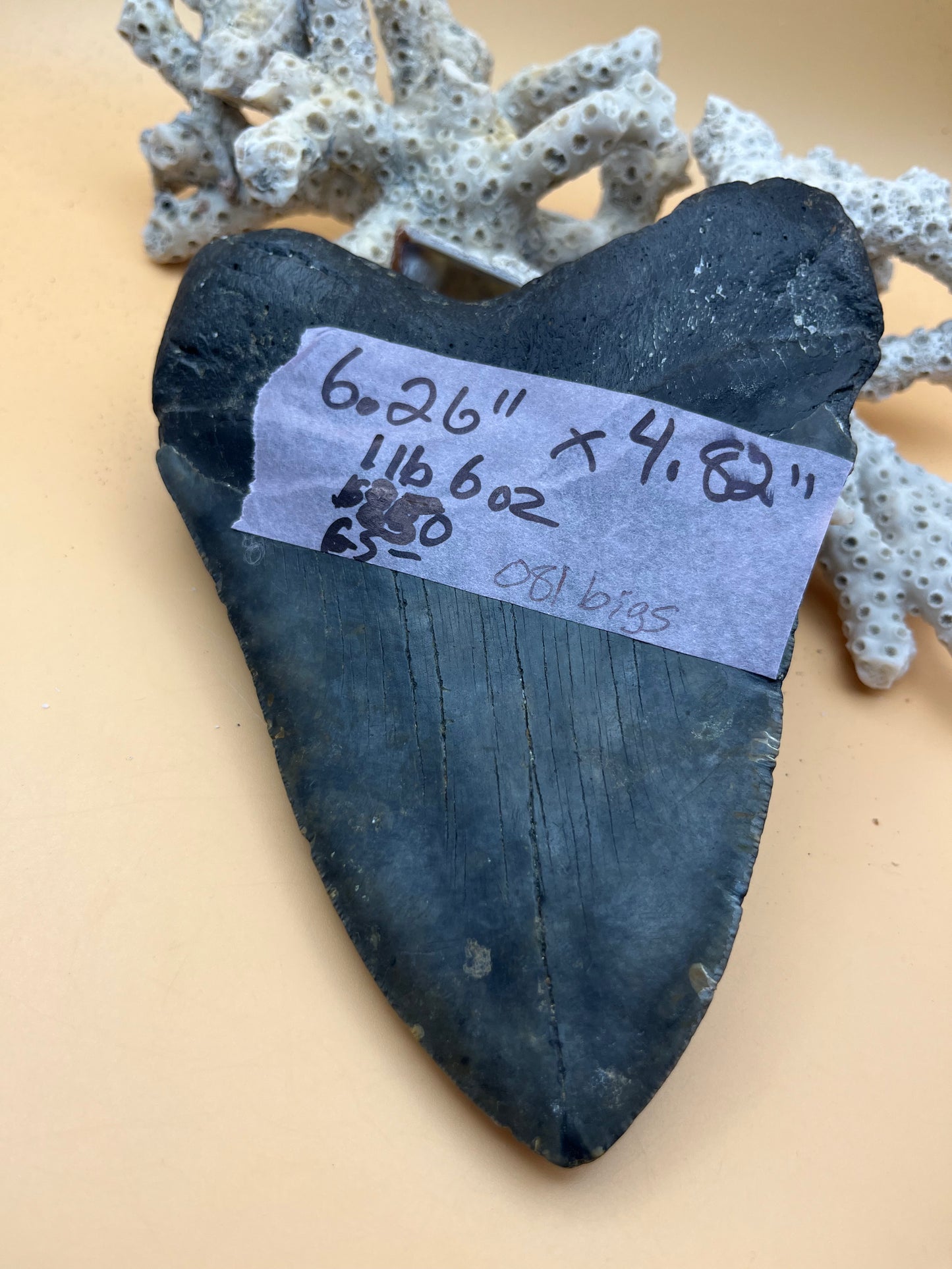 6.26” x 4.82” Megalodon Tooth from a 65’ prehistoric shark