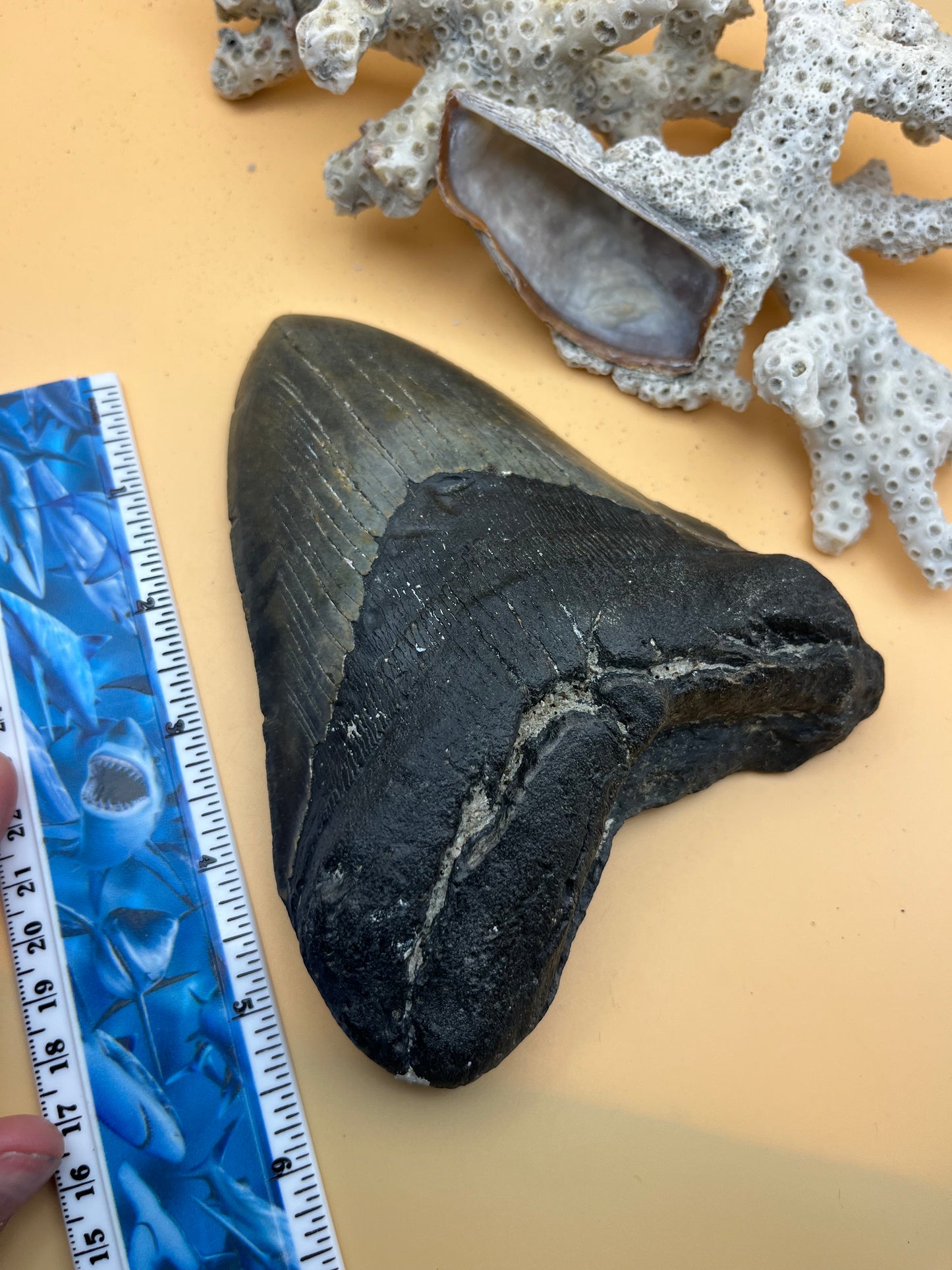 6.26” x 4.82” Megalodon Tooth from a 65’ prehistoric shark