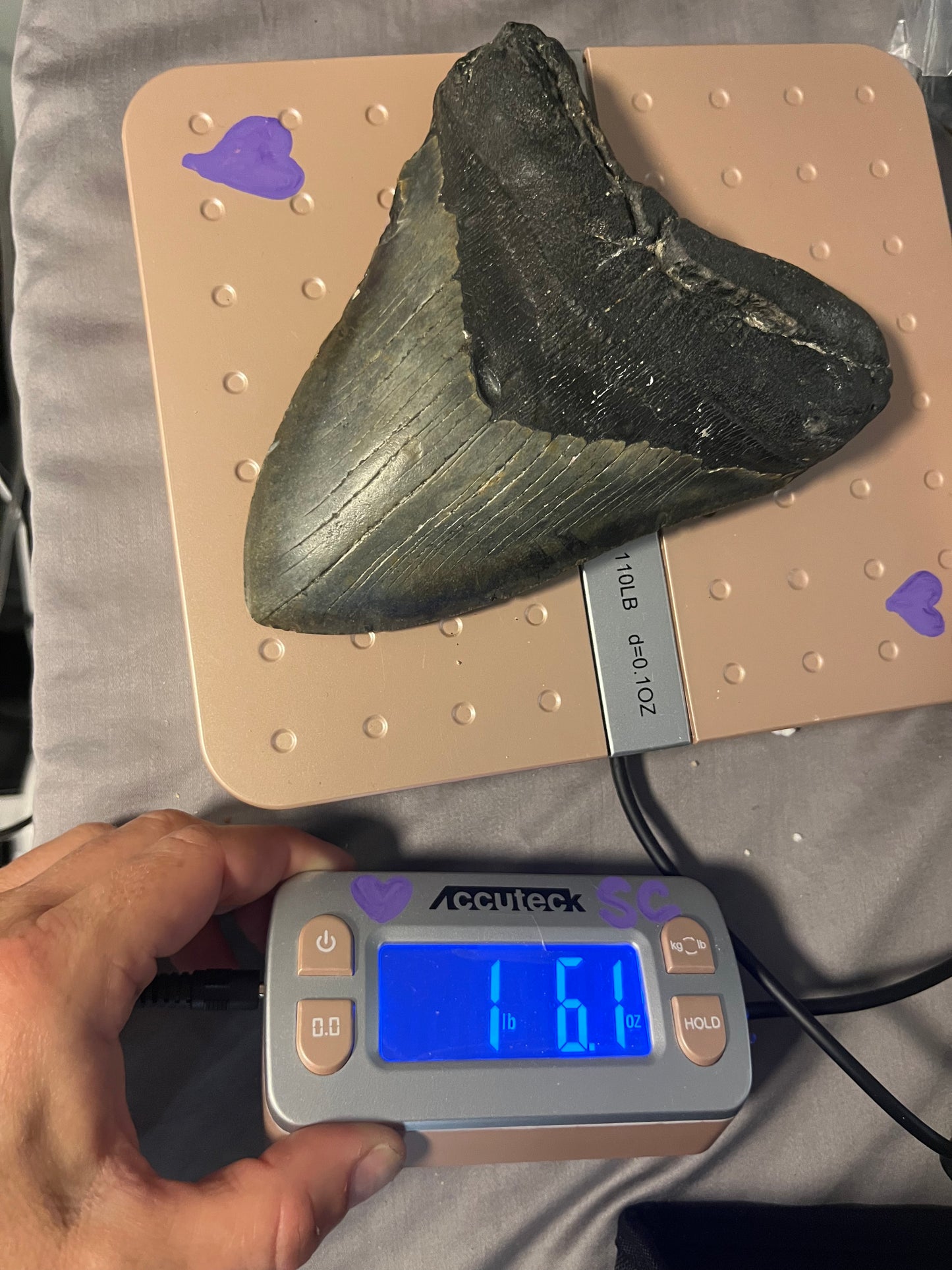6.26” x 4.82” Megalodon Tooth from a 65’ prehistoric shark