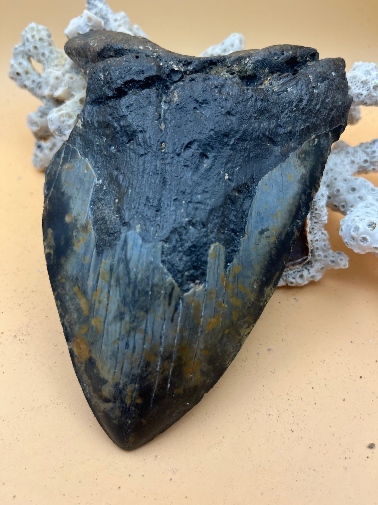 6.18” x 4.34” Megalodon Tooth from a 60’ prehistoric shark! Diver recovered