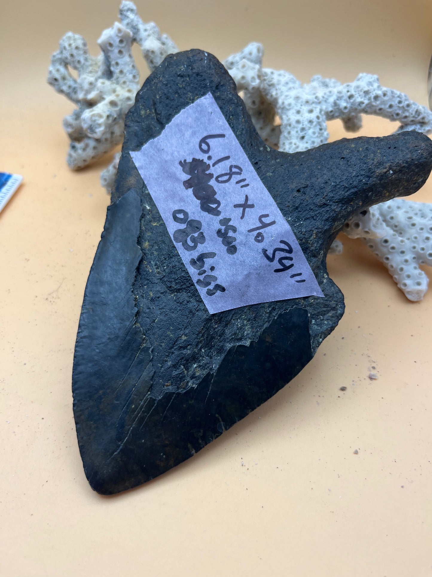 6.18” x 4.34” Megalodon Tooth from a 60’ prehistoric shark! Diver recovered