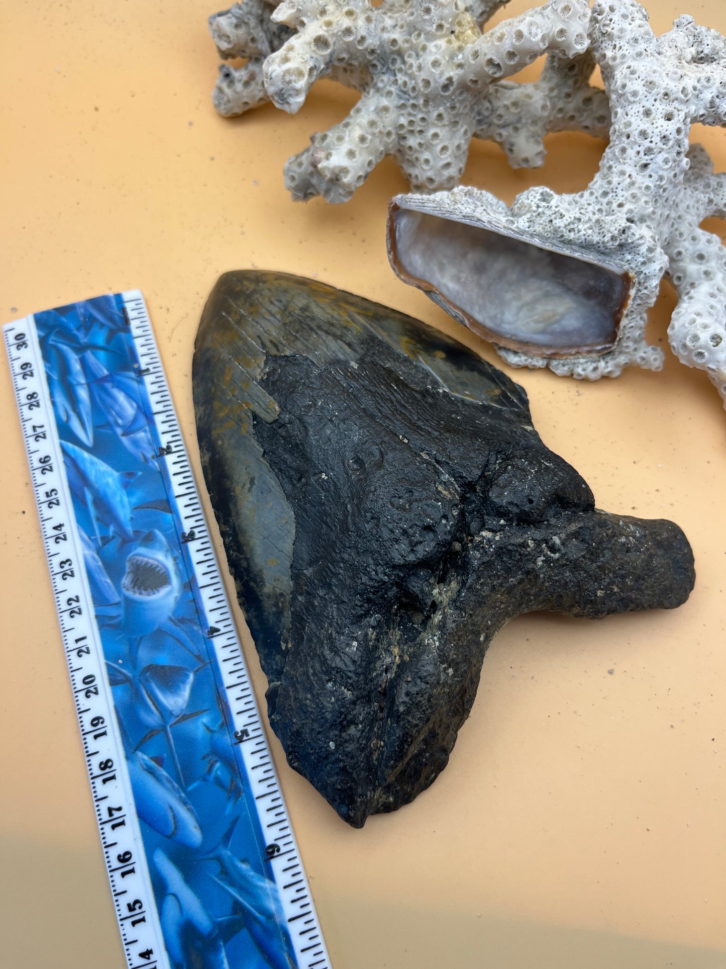 6.18” x 4.34” Megalodon Tooth from a 60’ prehistoric shark! Diver recovered
