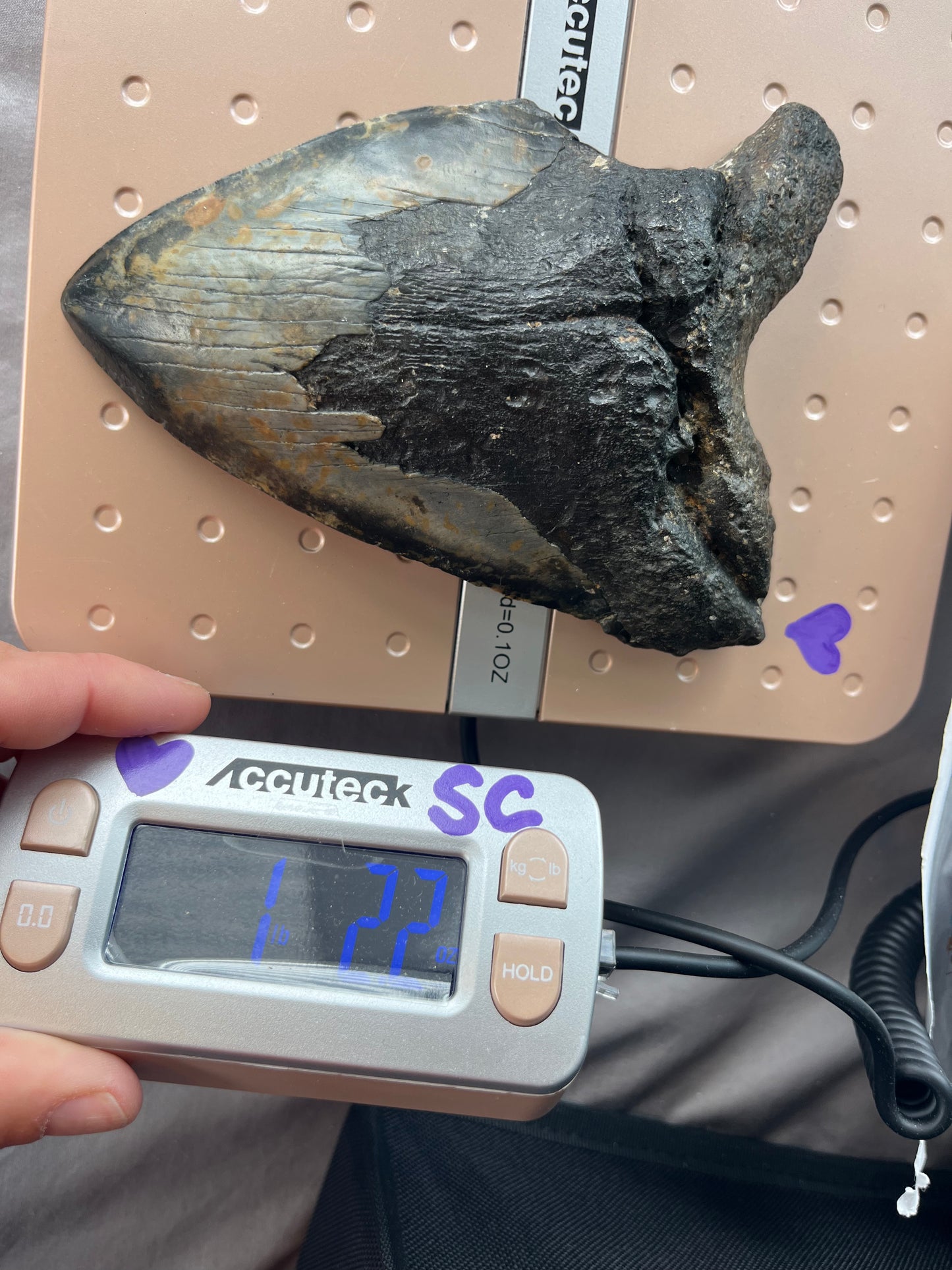 6.18” x 4.34” Megalodon Tooth from a 60’ prehistoric shark! Diver recovered