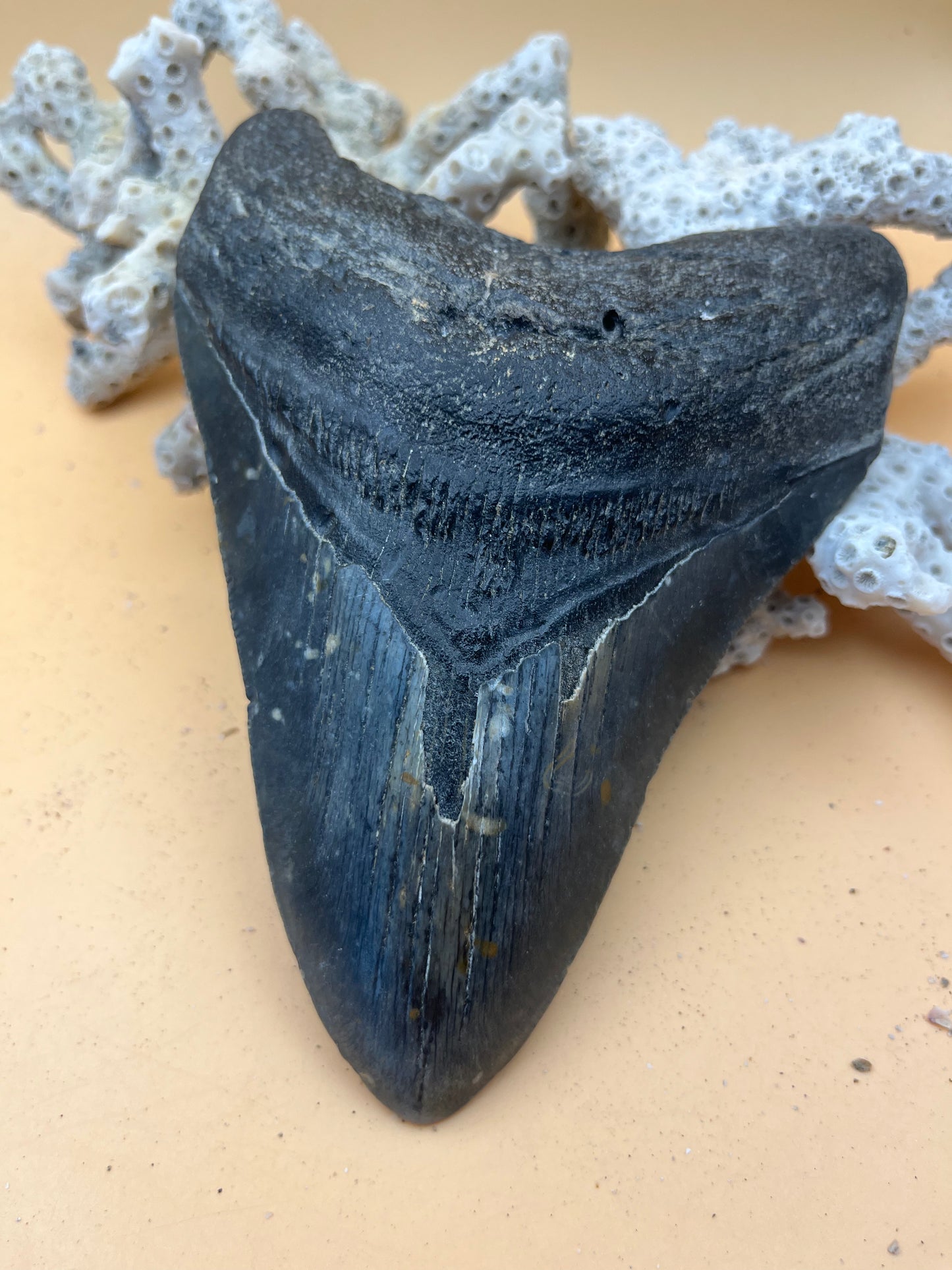 5.90” Megalodon Tooth, Prehistoric Shark Fossil, Scuba Recovered