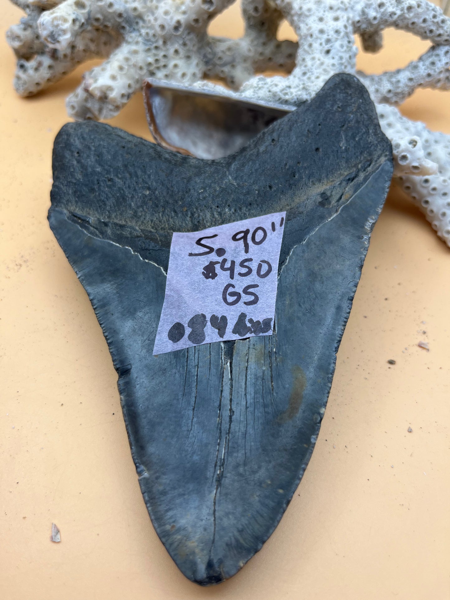 5.90” Megalodon Tooth, Prehistoric Shark Fossil, Scuba Recovered