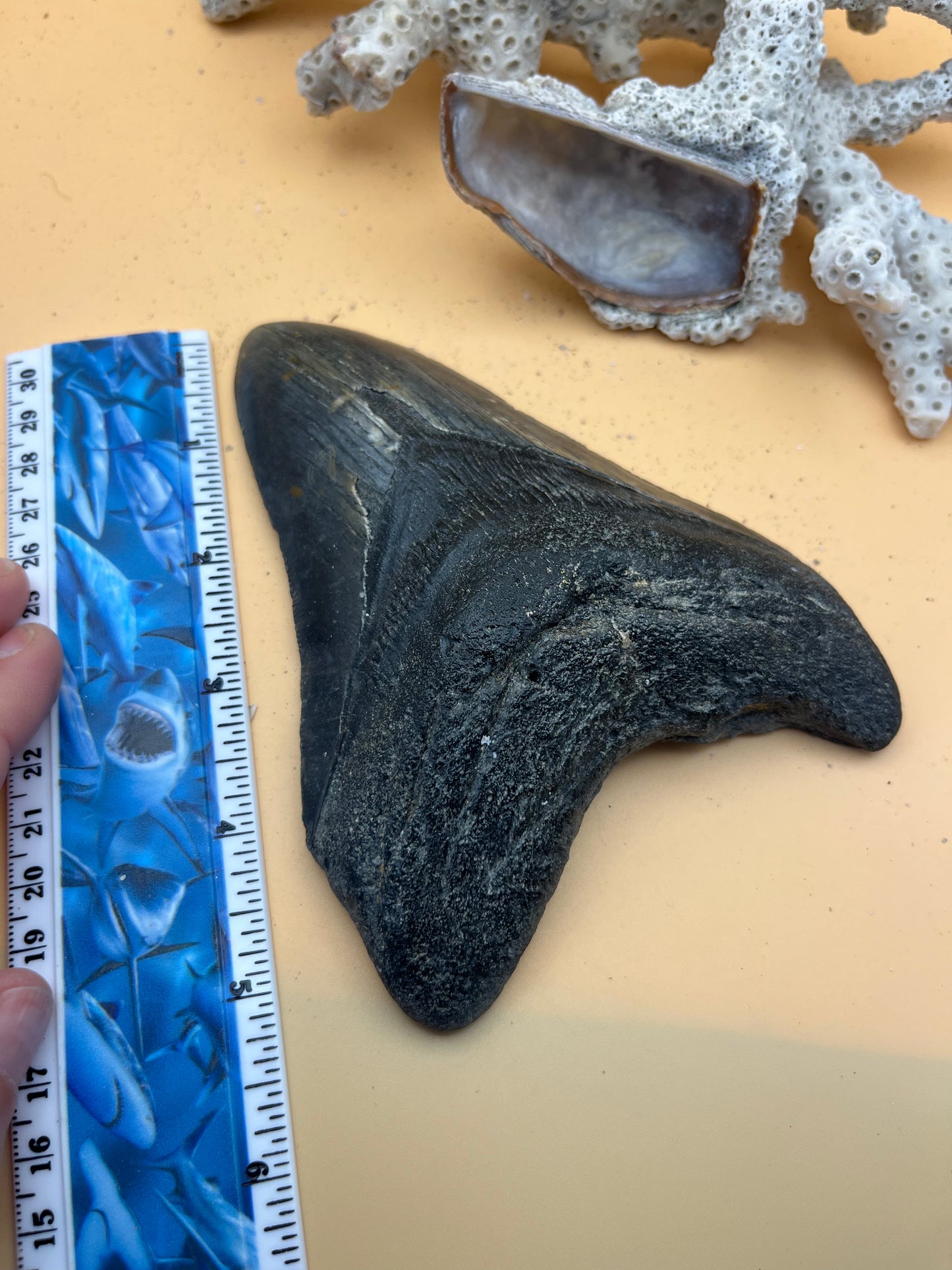 5.90” Megalodon Tooth, Prehistoric Shark Fossil, Scuba Recovered