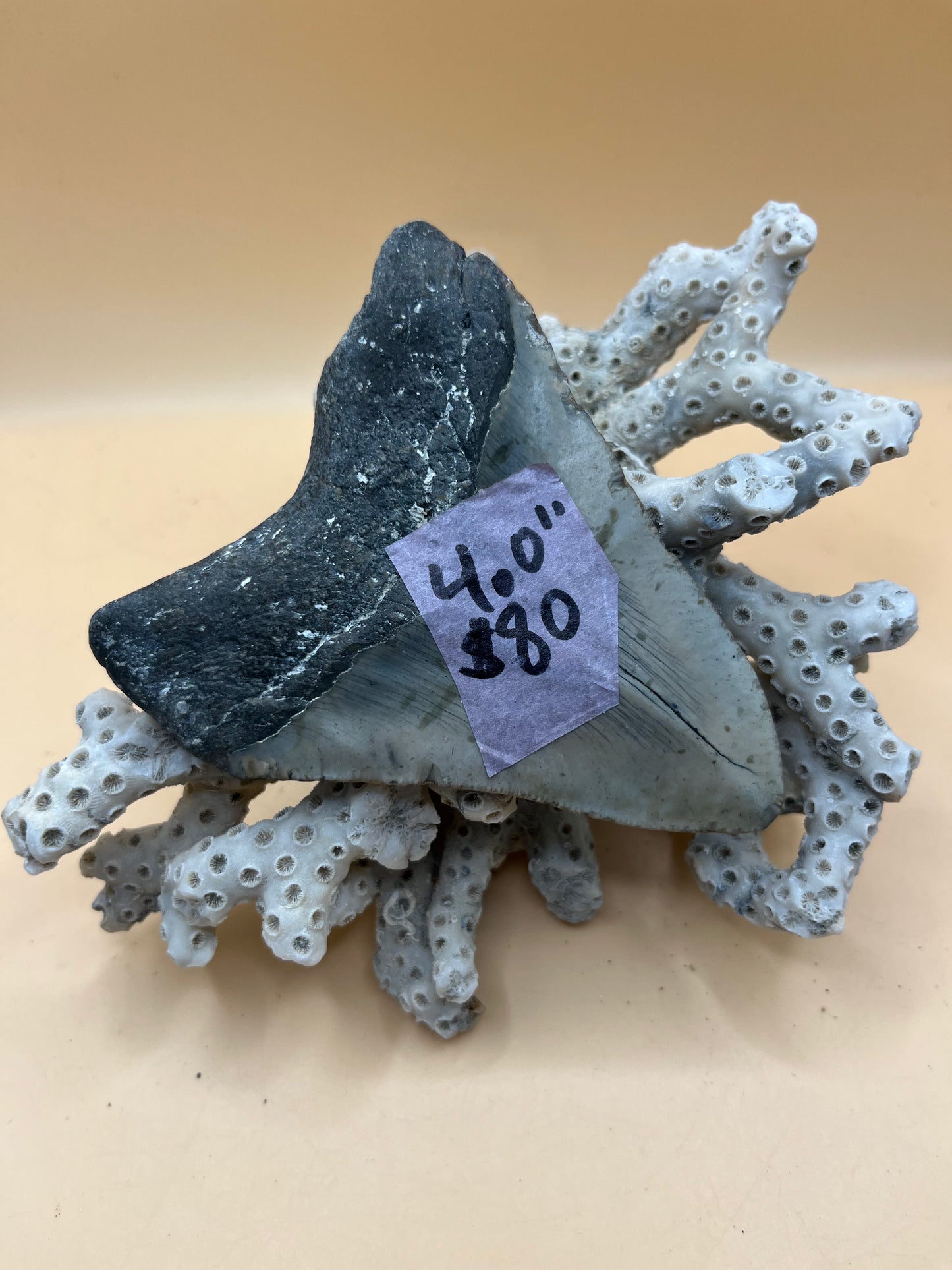 4.0” megalodon tooth, scuba diver found