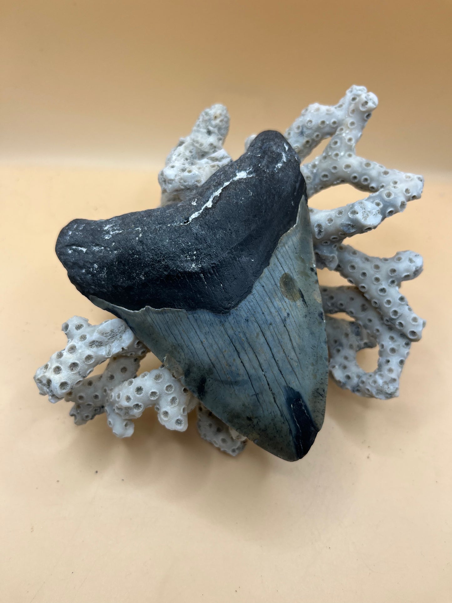 4.5” megalodon tooth from 45’ shark