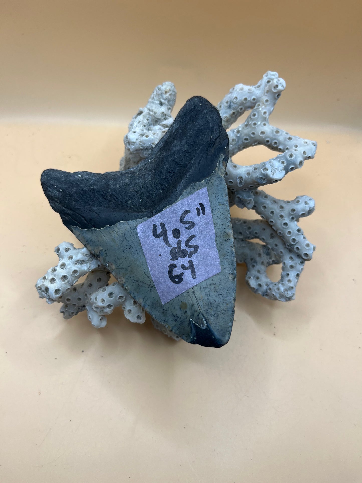 4.5” megalodon tooth from 45’ shark