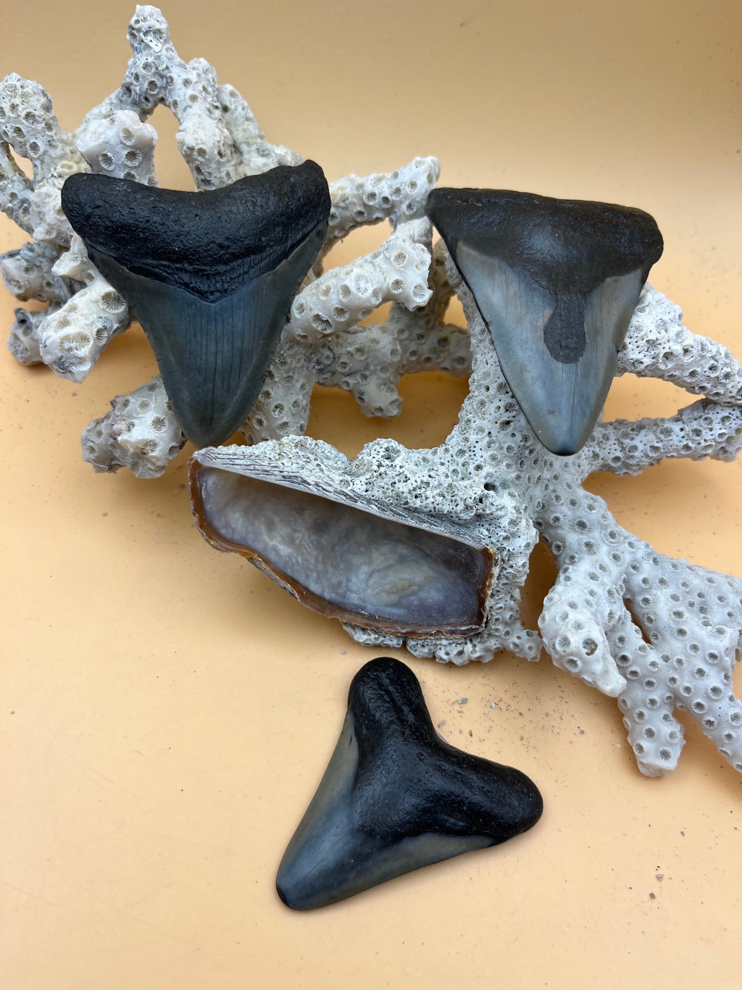 2.26”, 2.71” & 2.98” “Triple Threat” megalodon teeth, discount bundle