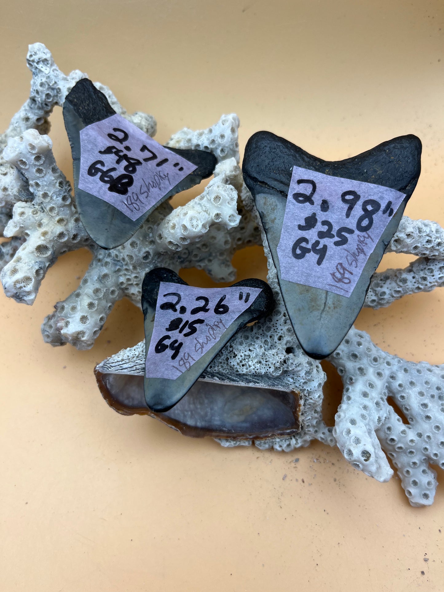2.26”, 2.71” & 2.98” “Triple Threat” megalodon teeth, discount bundle