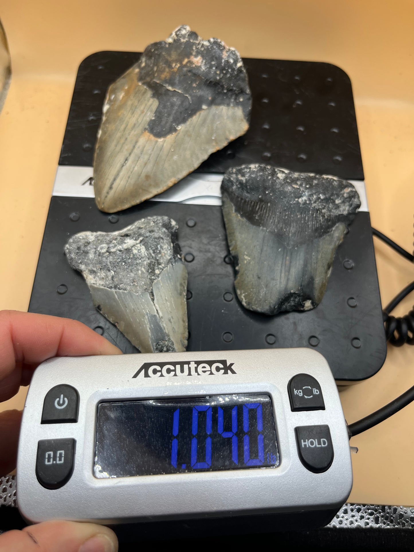 1.0 lb of 3 partial meg teeth