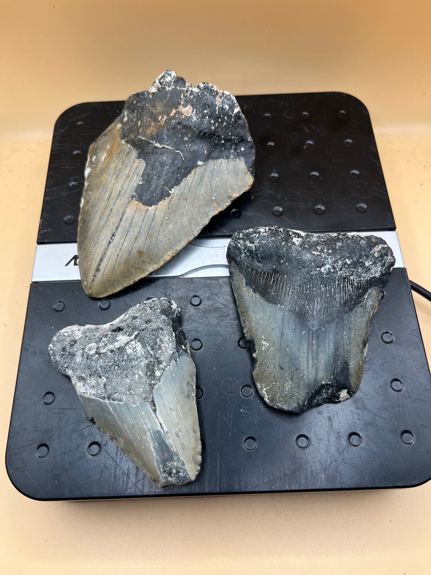 1.0 lb of 3 partial meg teeth