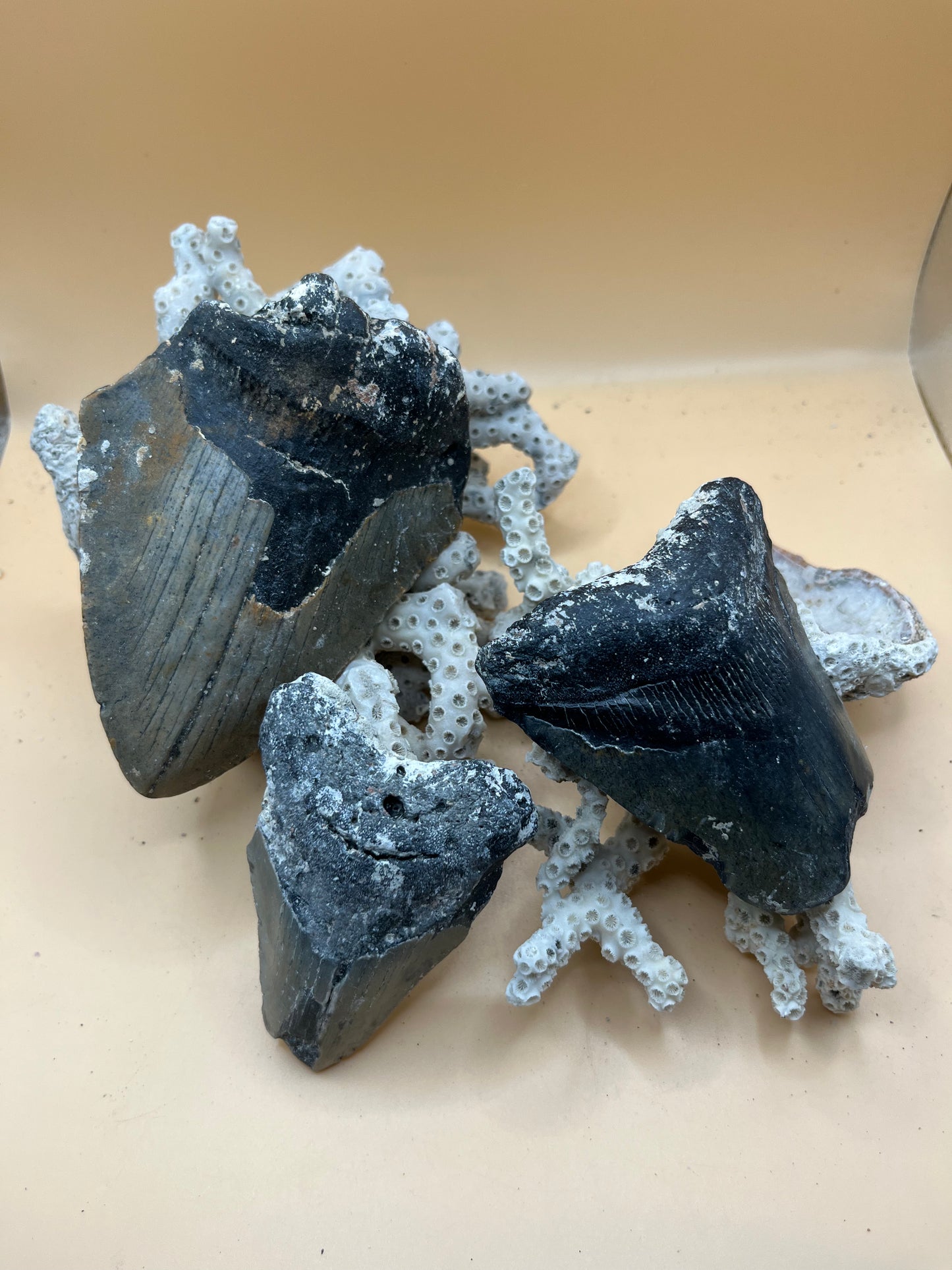 1.0 lb of 3 partial meg teeth