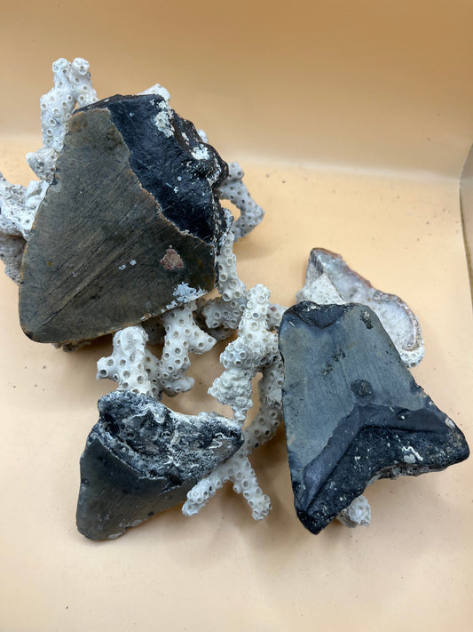 1.0 lb of 3 partial meg teeth