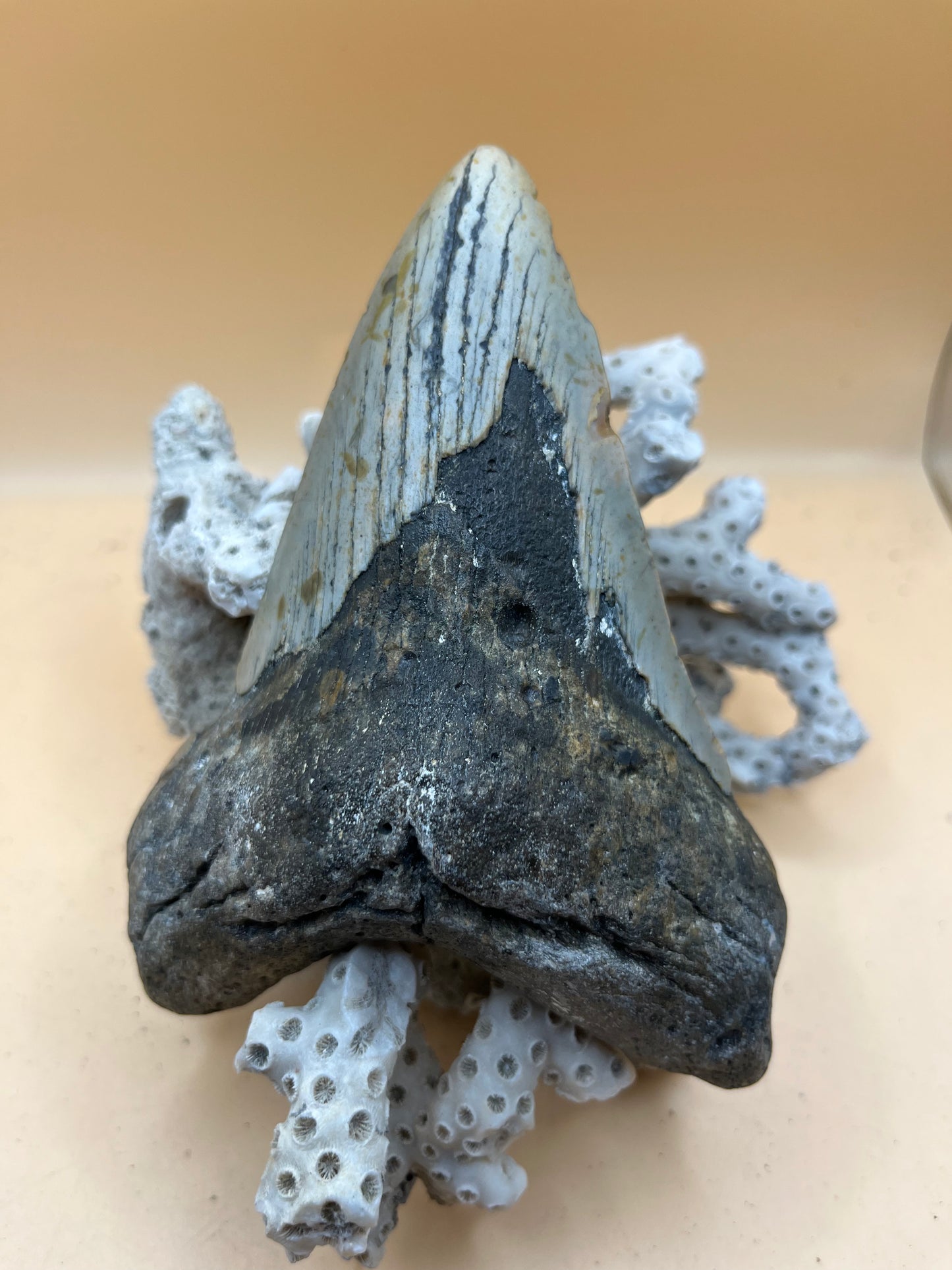 5.1” Megalodon Tooth from a 51’ prehistoric shark!