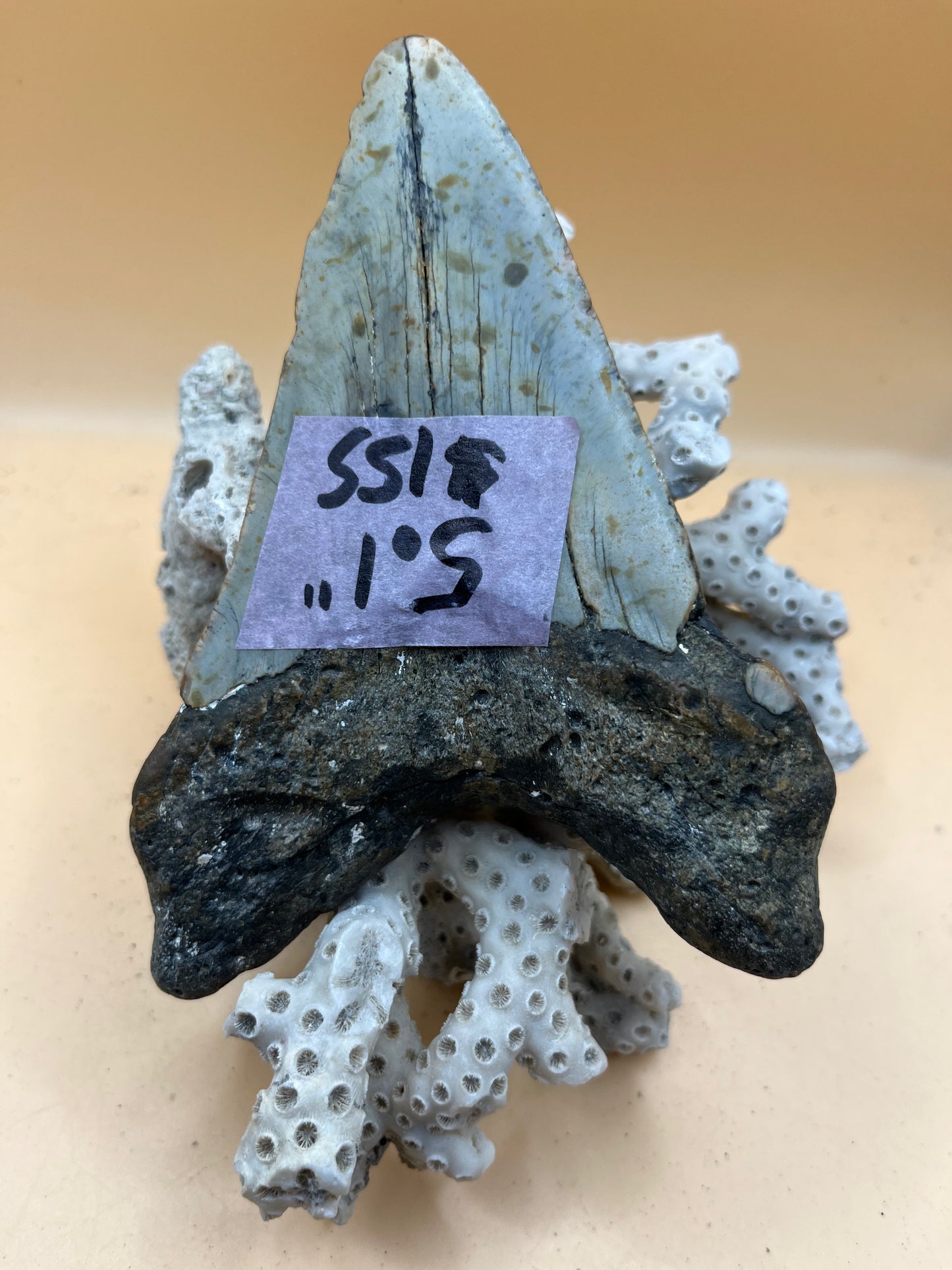 5.1” Megalodon Tooth from a 51’ prehistoric shark!