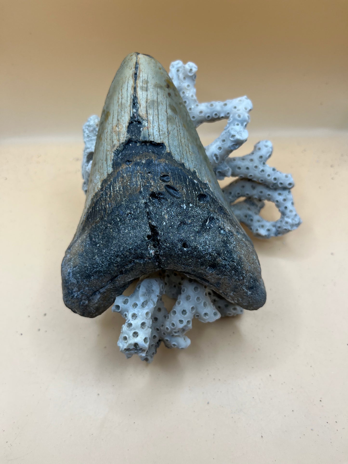 5.3” megalodon tooth from 53’ shark, found in 100’ water