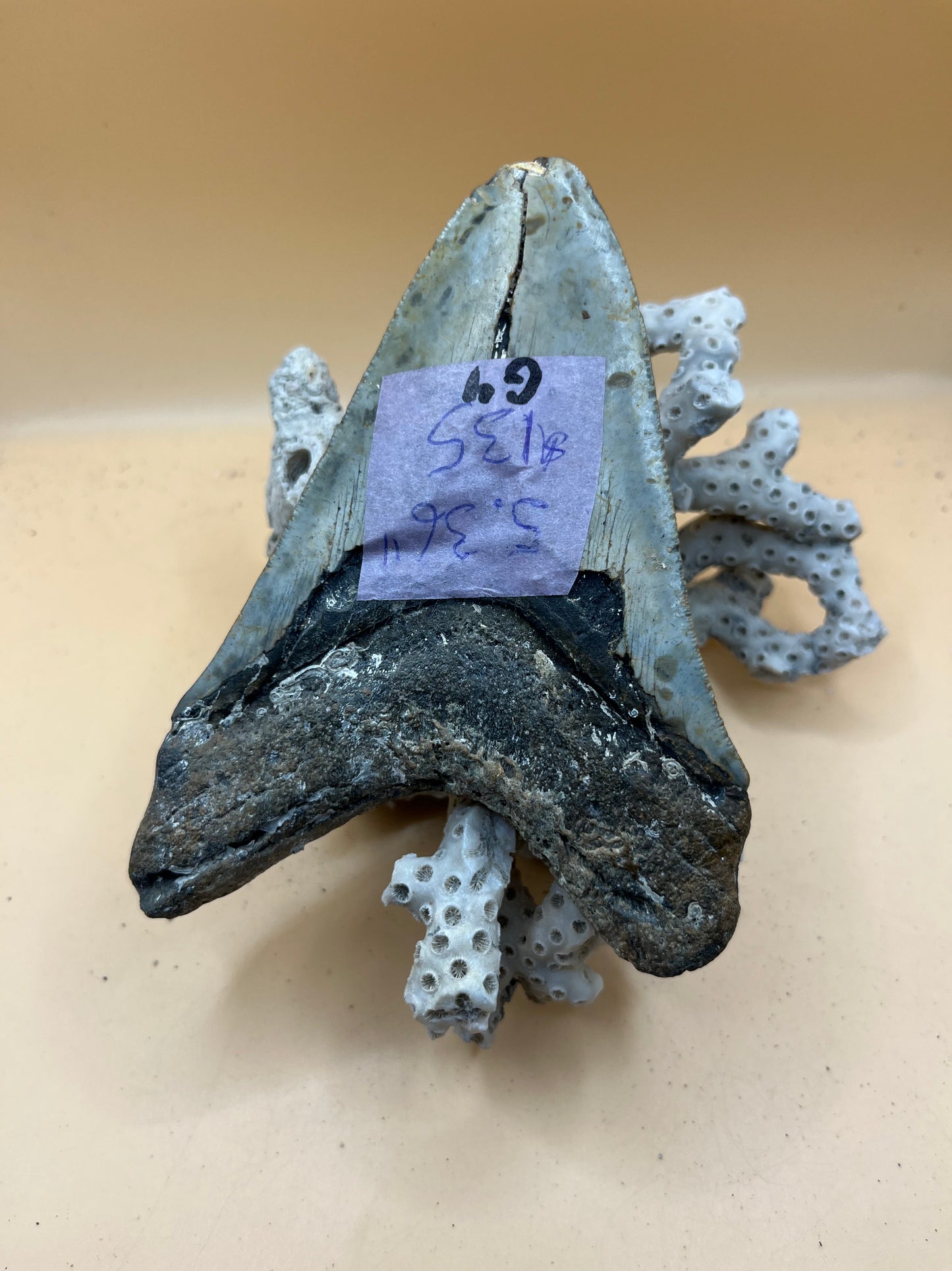 5.3” megalodon tooth from 53’ shark, found in 100’ water